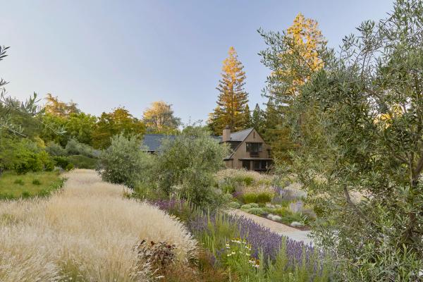 Gravel path winding through ornamental grasses and lavender