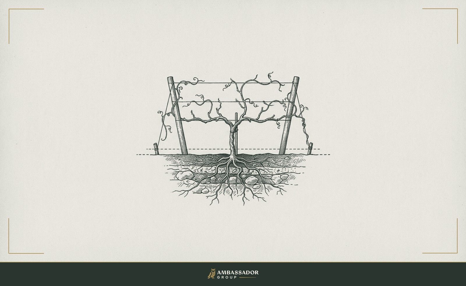 Antique engraving illustration. A single tended grapevine trained along a simple trellis, its tendrils reaching toward adjacent posts, roots visible in cross-section below the soil line.