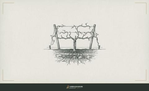 Antique engraving illustration. A single tended grapevine trained along a simple trellis, its tendrils reaching toward adjacent posts, roots visible in cross-section below the soil line.