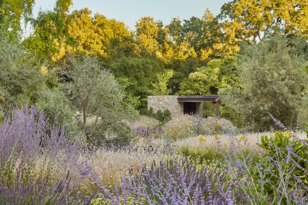 Layered perennial meadow in bloom beneath mature oaks