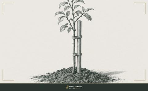 Antique engraving illustration. A young sapling tied to a straight wooden stake in freshly turned earth.