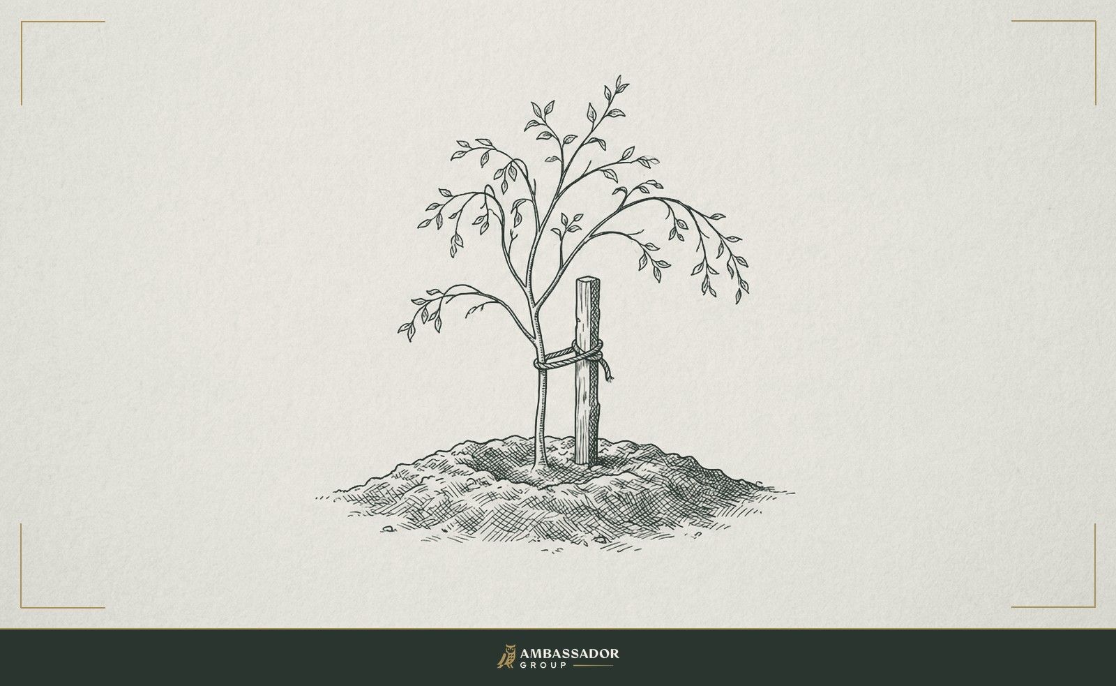 Antique engraving illustration. A young sapling tied to a straight wooden stake in freshly turned earth.