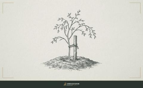 Antique engraving illustration. A young sapling tied to a straight wooden stake in freshly turned earth.
