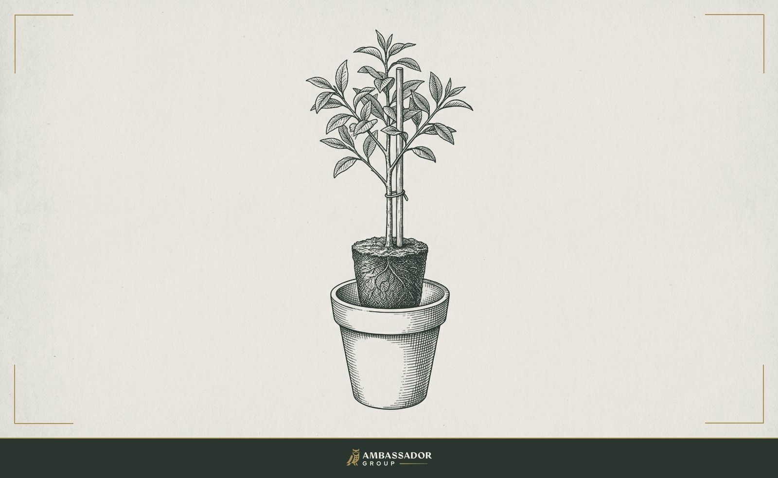 Antique engraving illustration. A seedling transplanted into a larger pot, its root ball carefully transferred intact, a thin stake alongside it for early support before it stands on its own.