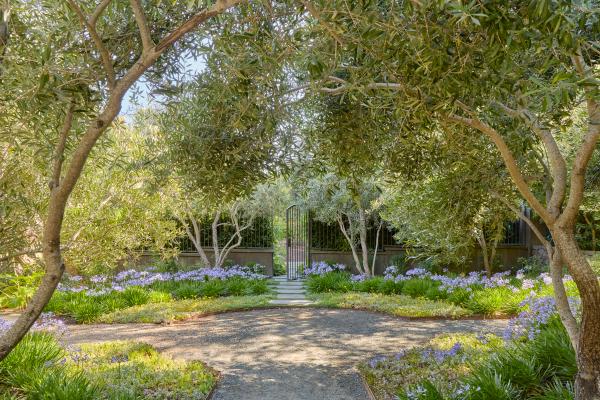 Olive grove courtyard with a gravel circle and agapanthus borders