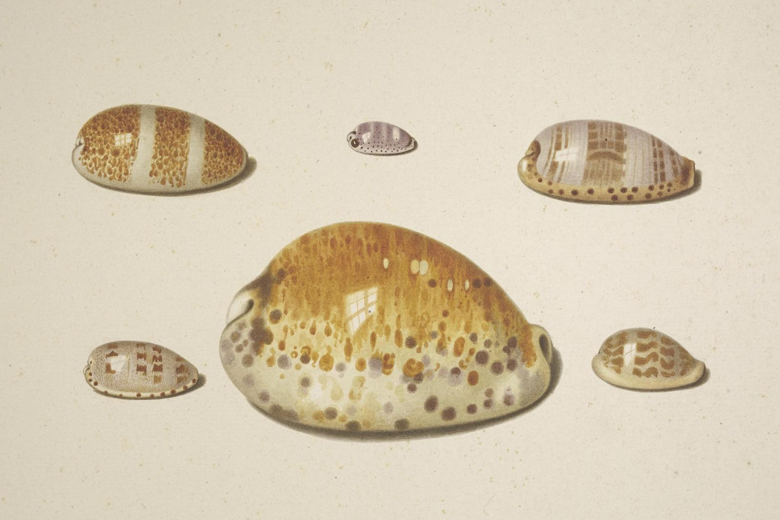 Sechs Muscheln, dabei eine grosse gelbe, null by d. hogh
