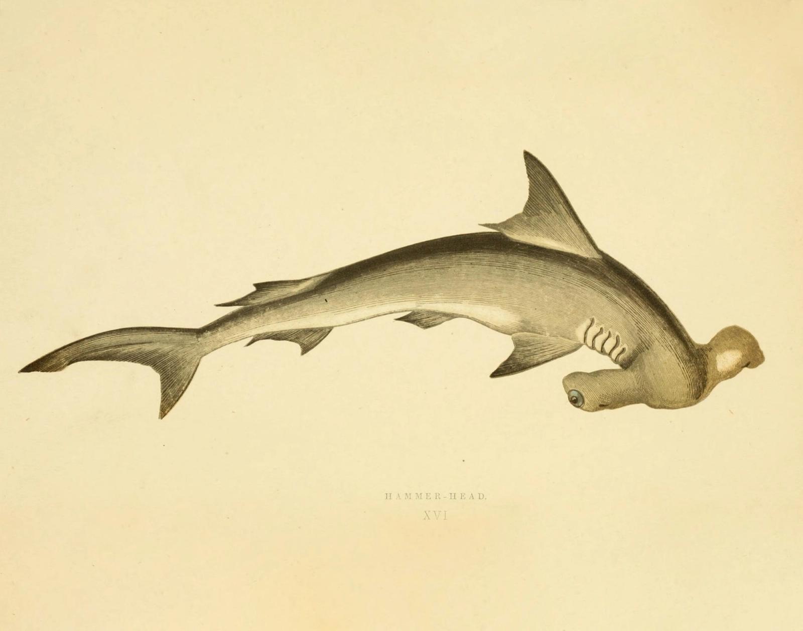 Vintage naturalist illustration of a hammerhead shark in profile on cream background