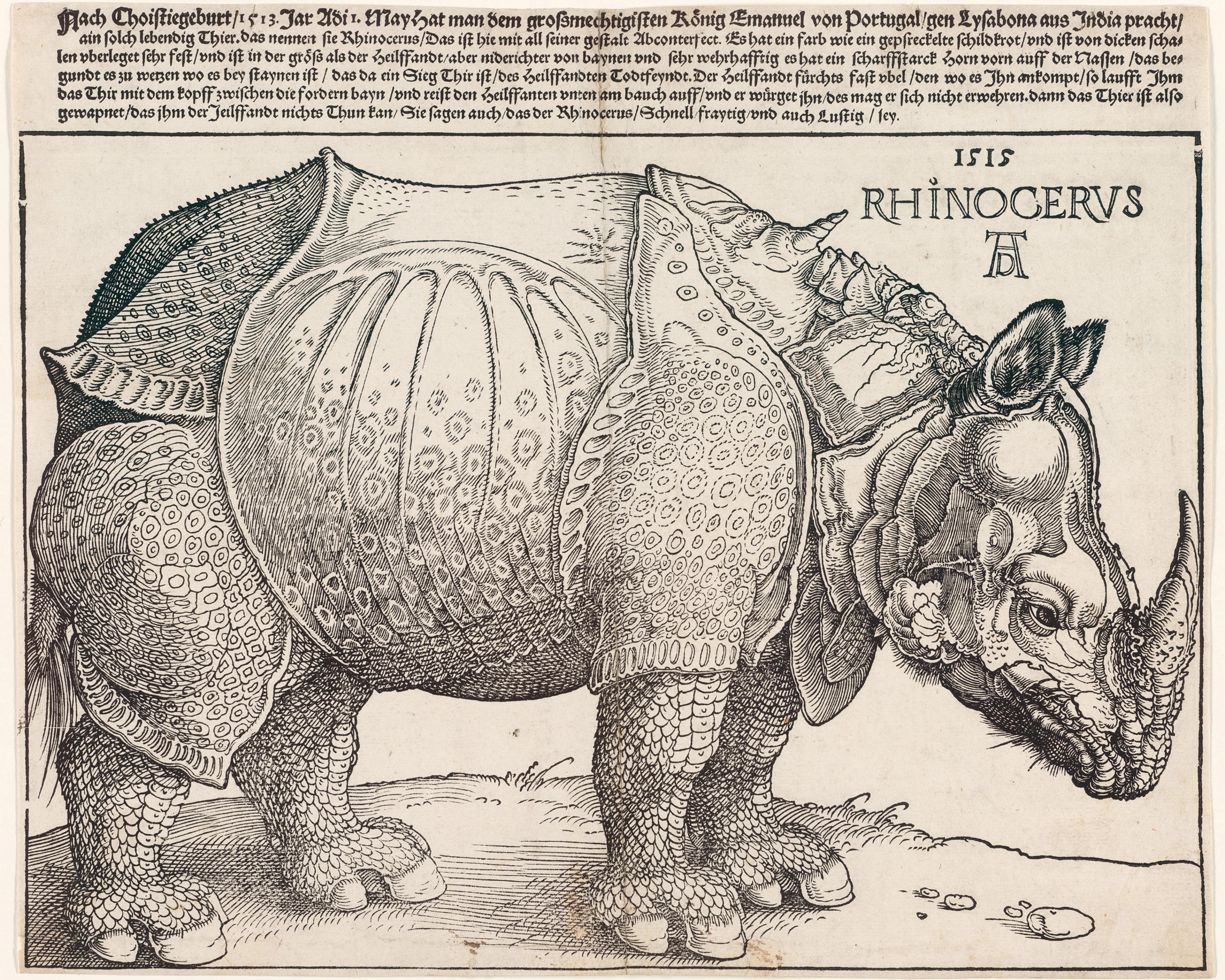 The Rhinoceros