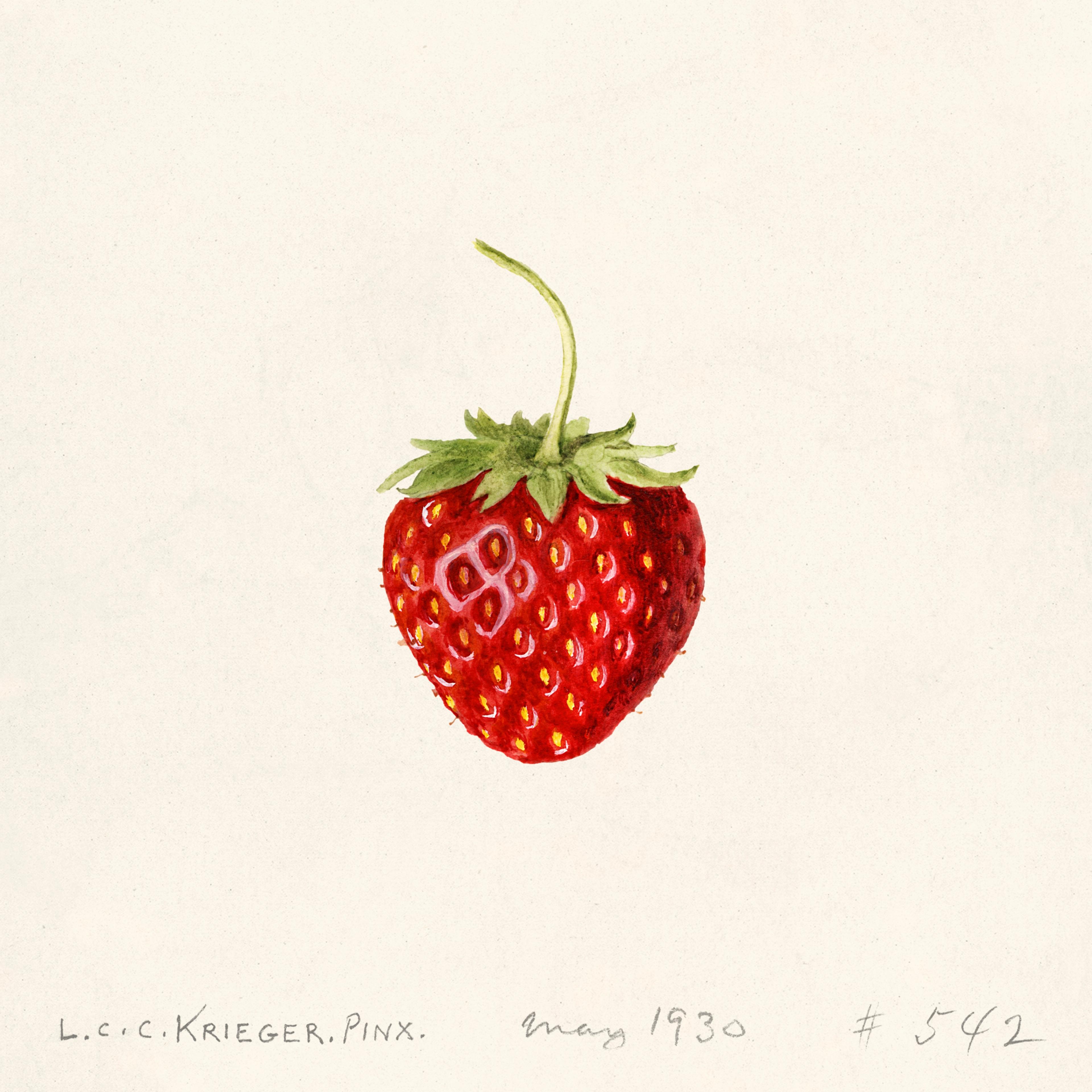 Strawberry