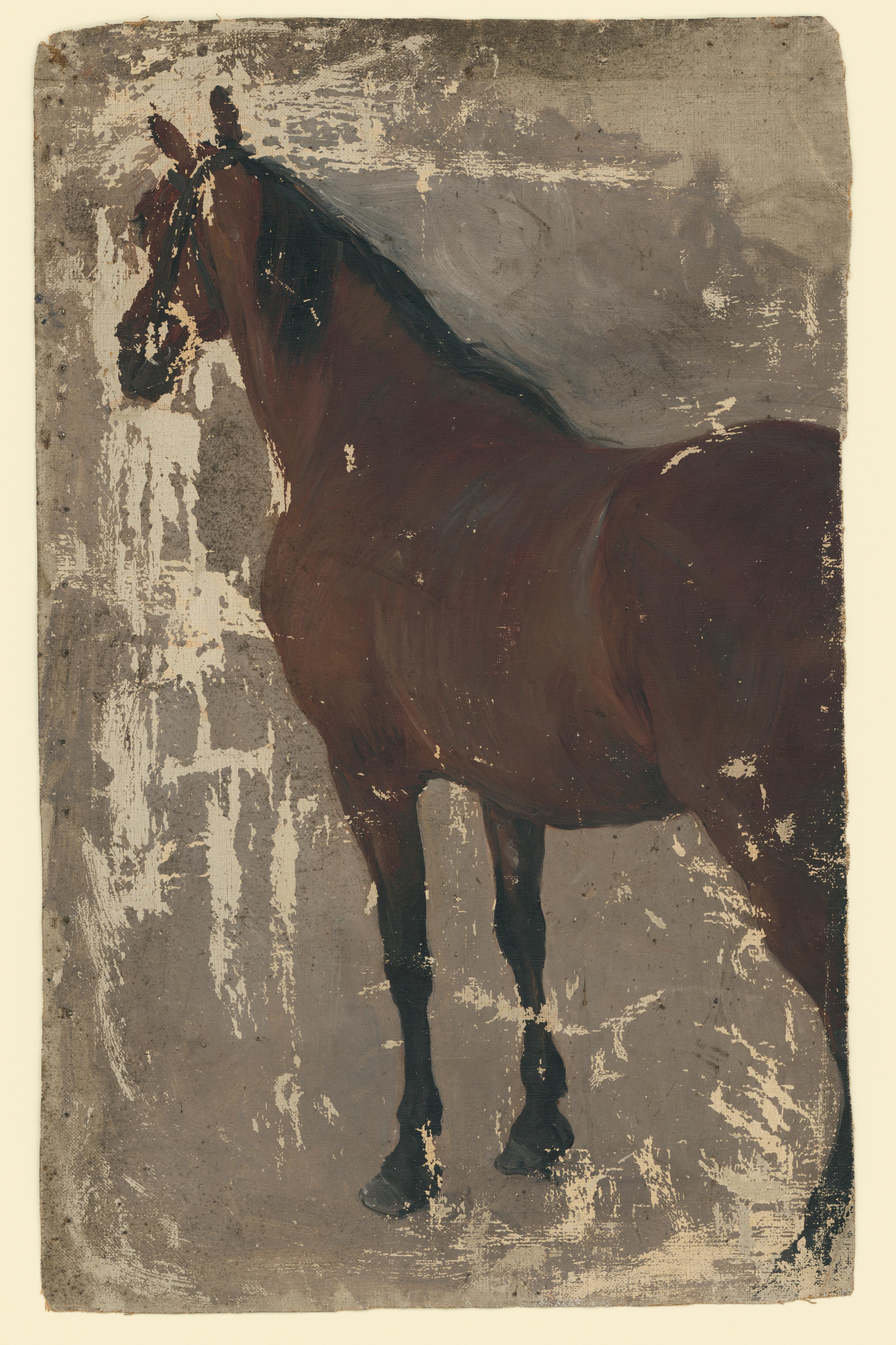 A Study of a Horse