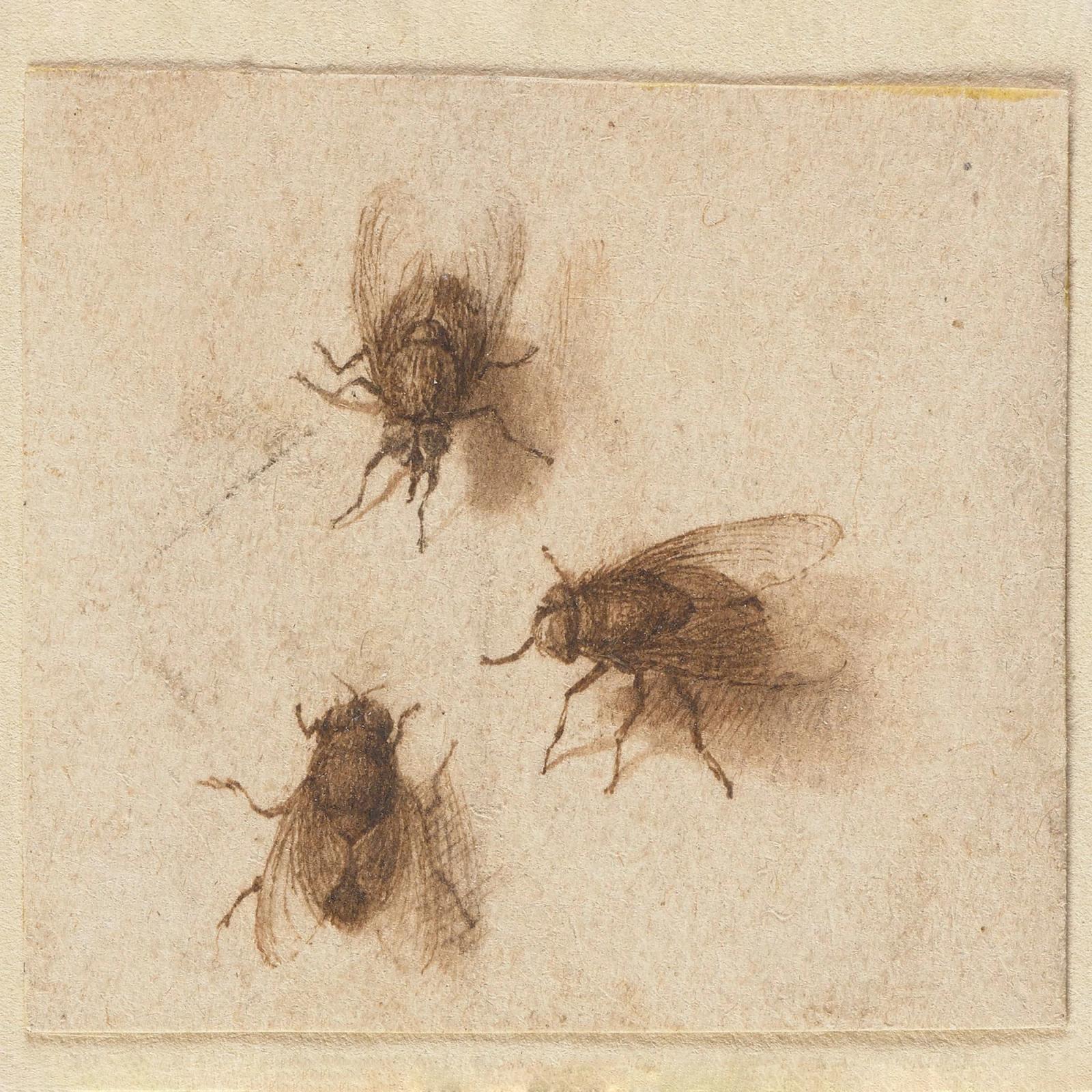Three flies, ca. 1600 - 1629 by jacques de gheyn ii