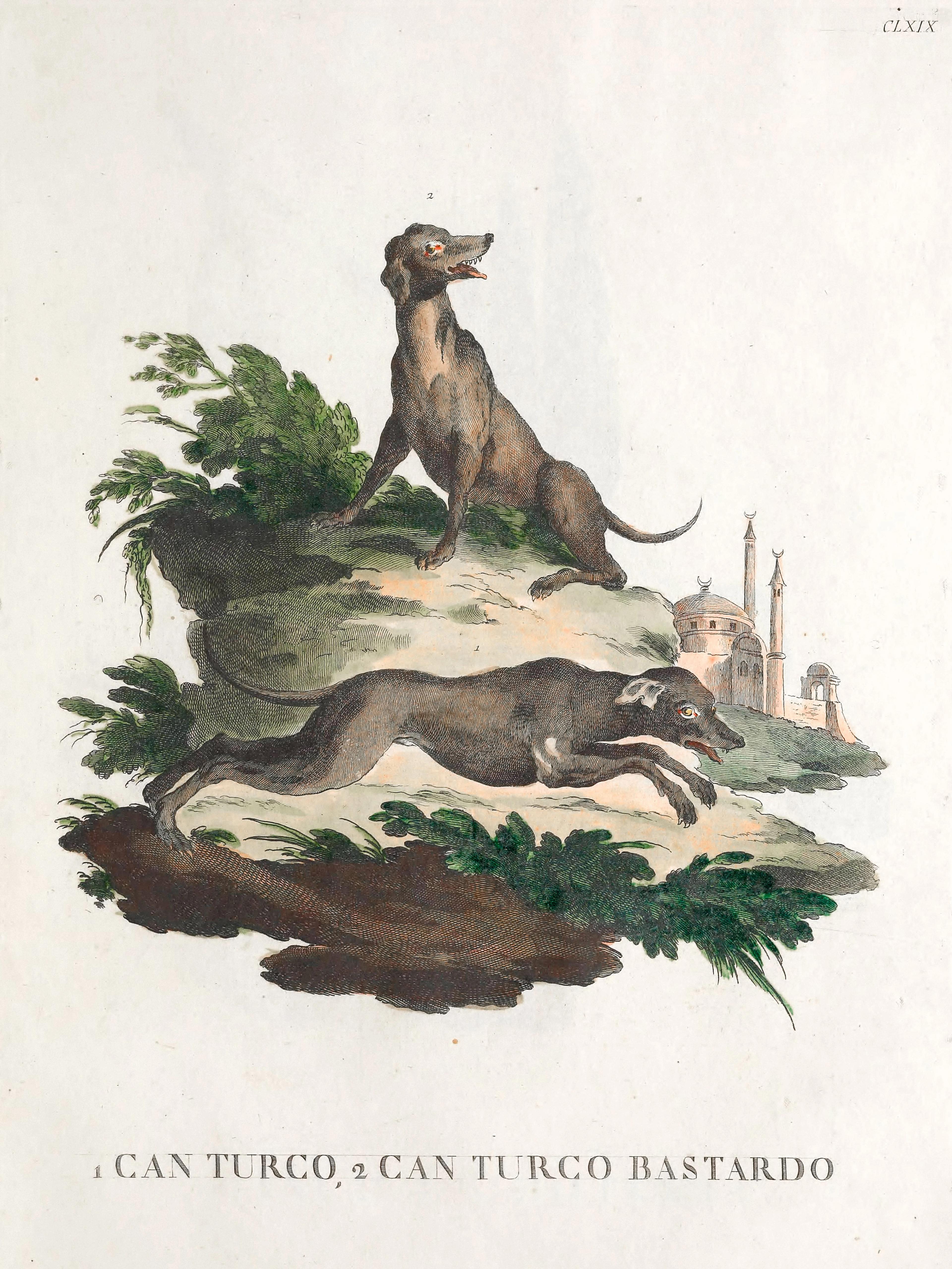 Dog From Descrizioni Degli Animali