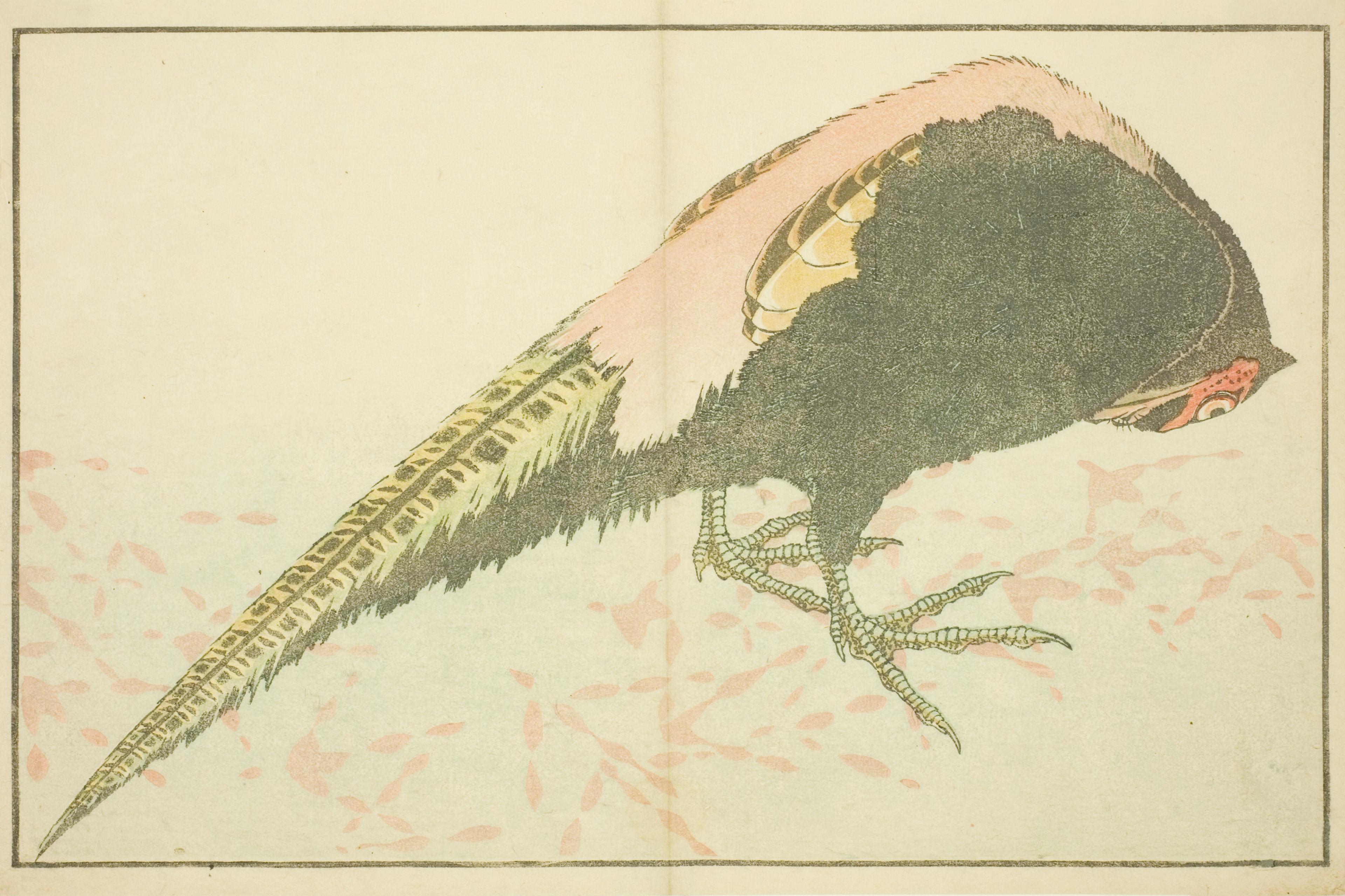 Male Pheasant