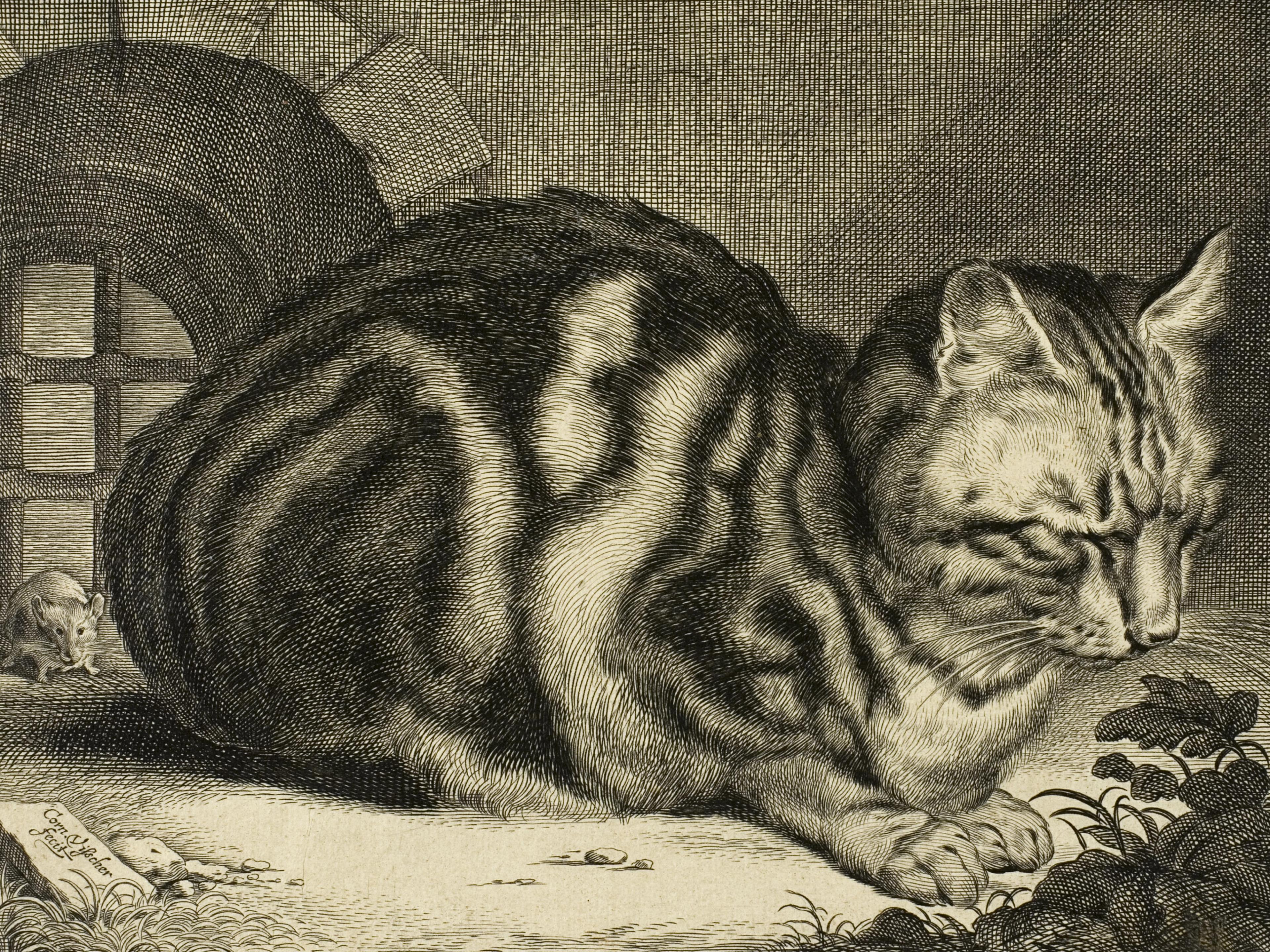 The Large Cat