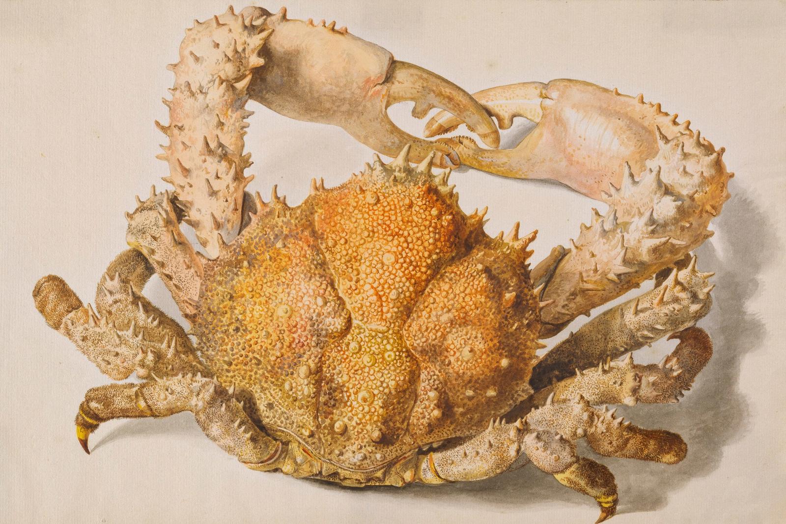 A Crab, null by jan van huysum