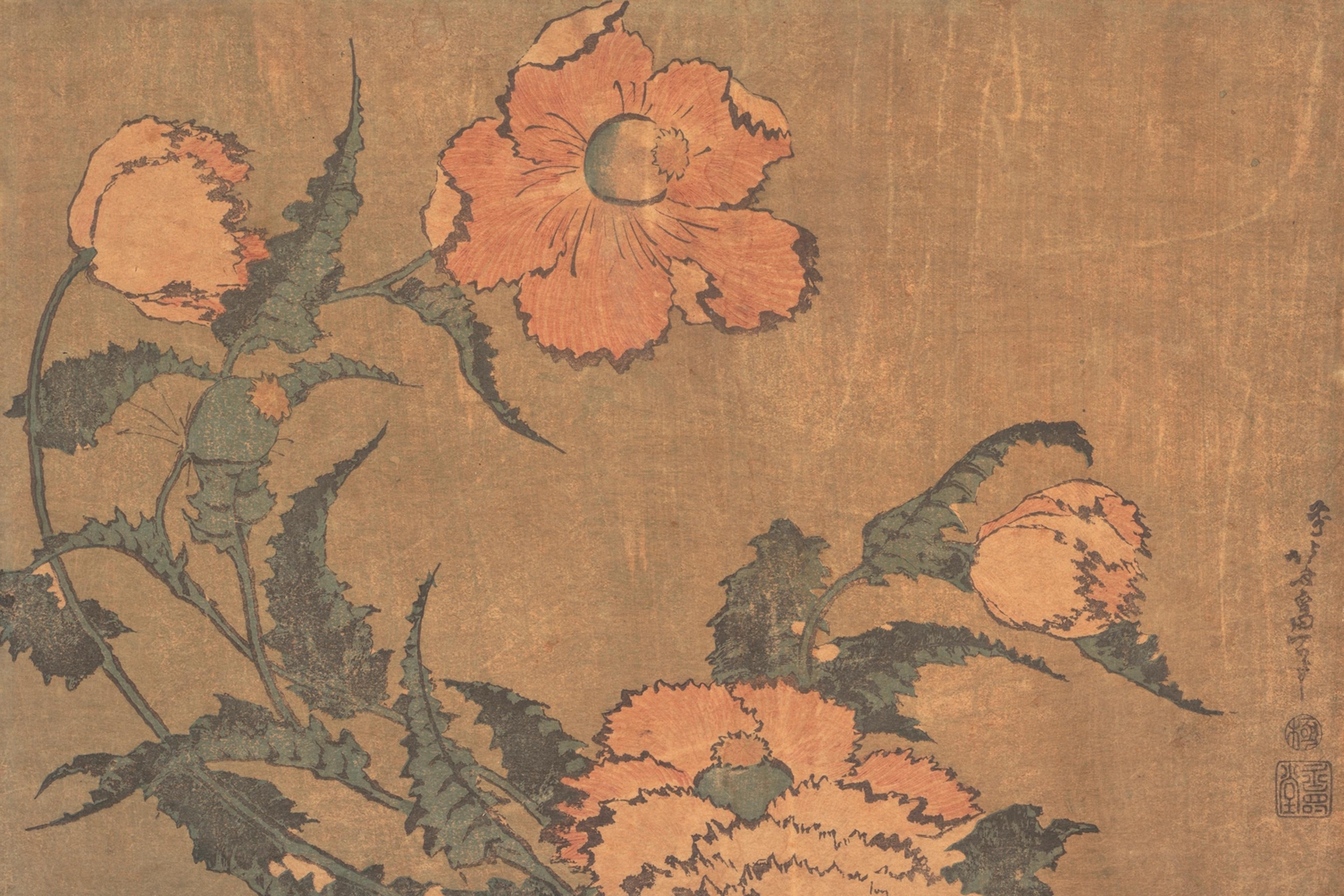 Poppies, from an untitled series of flowers