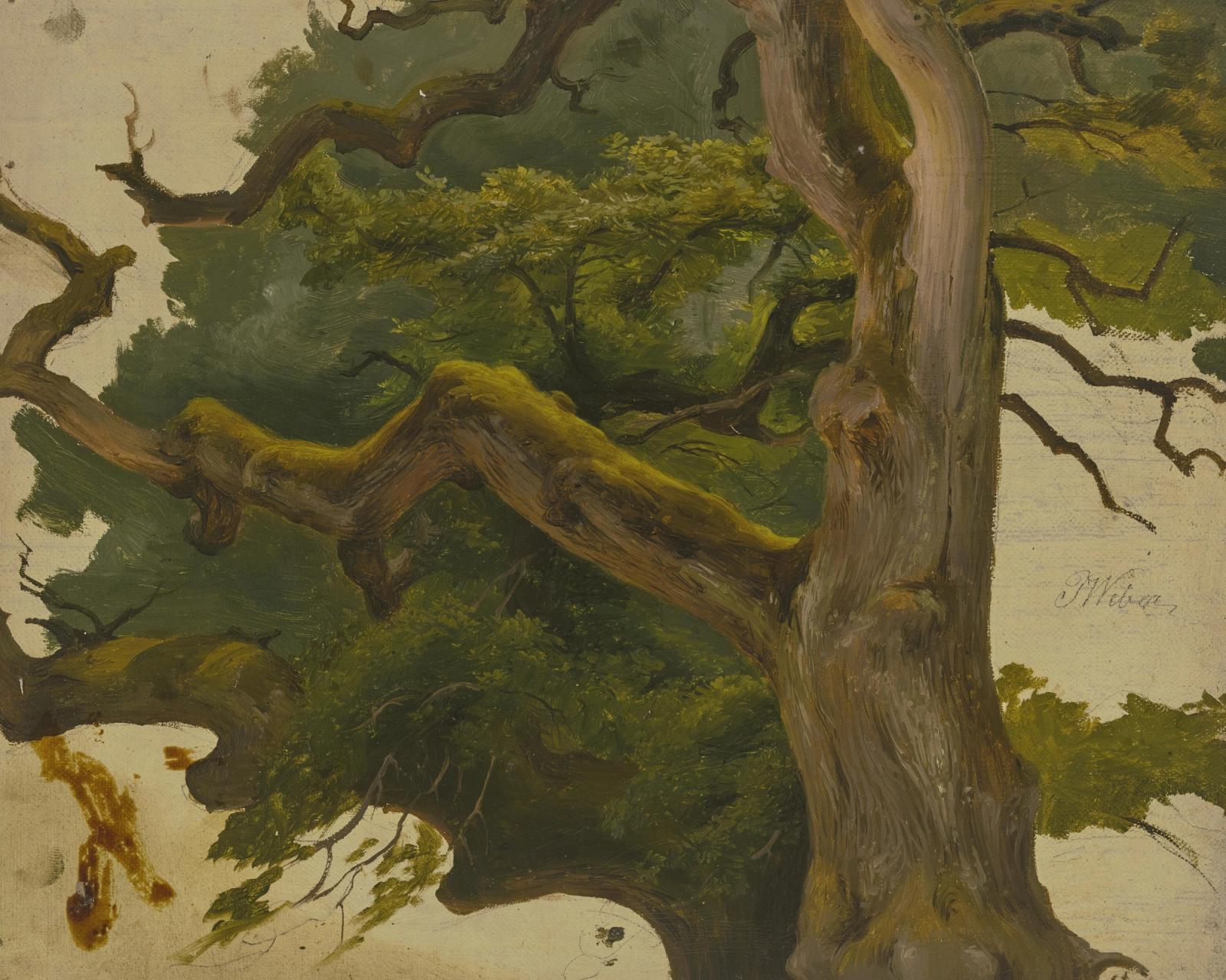 Treetop, null by j. weber
