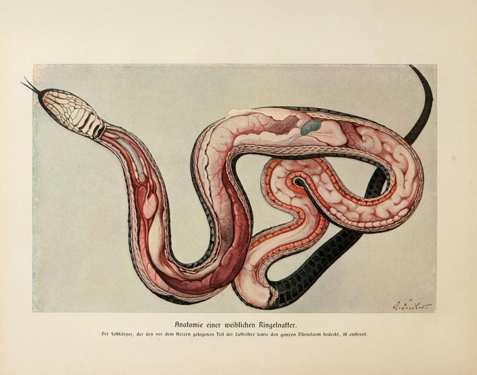 Anatomical illustration of a snake's internal organs showing digestive system in cross-section with German text
