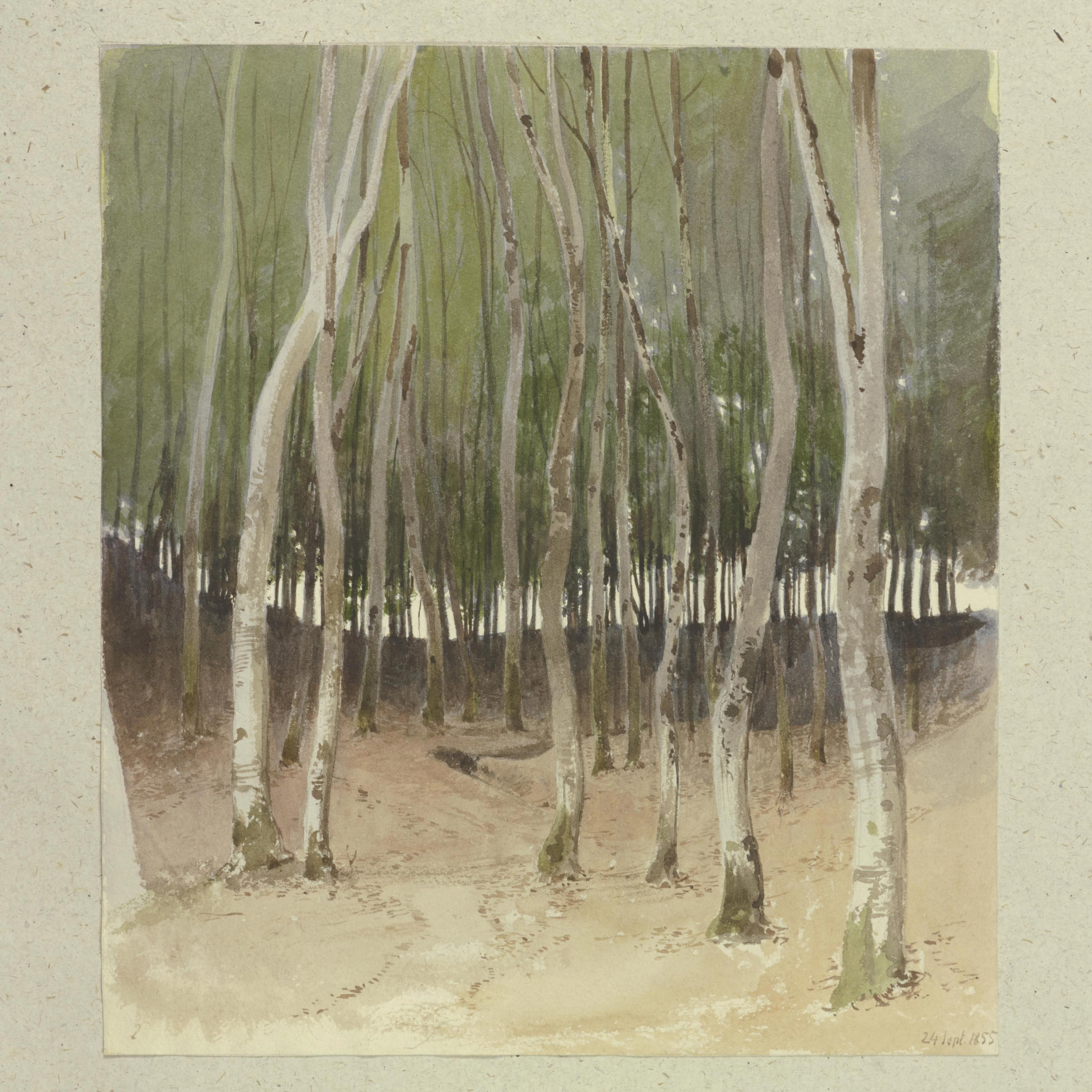 Birch Forest
