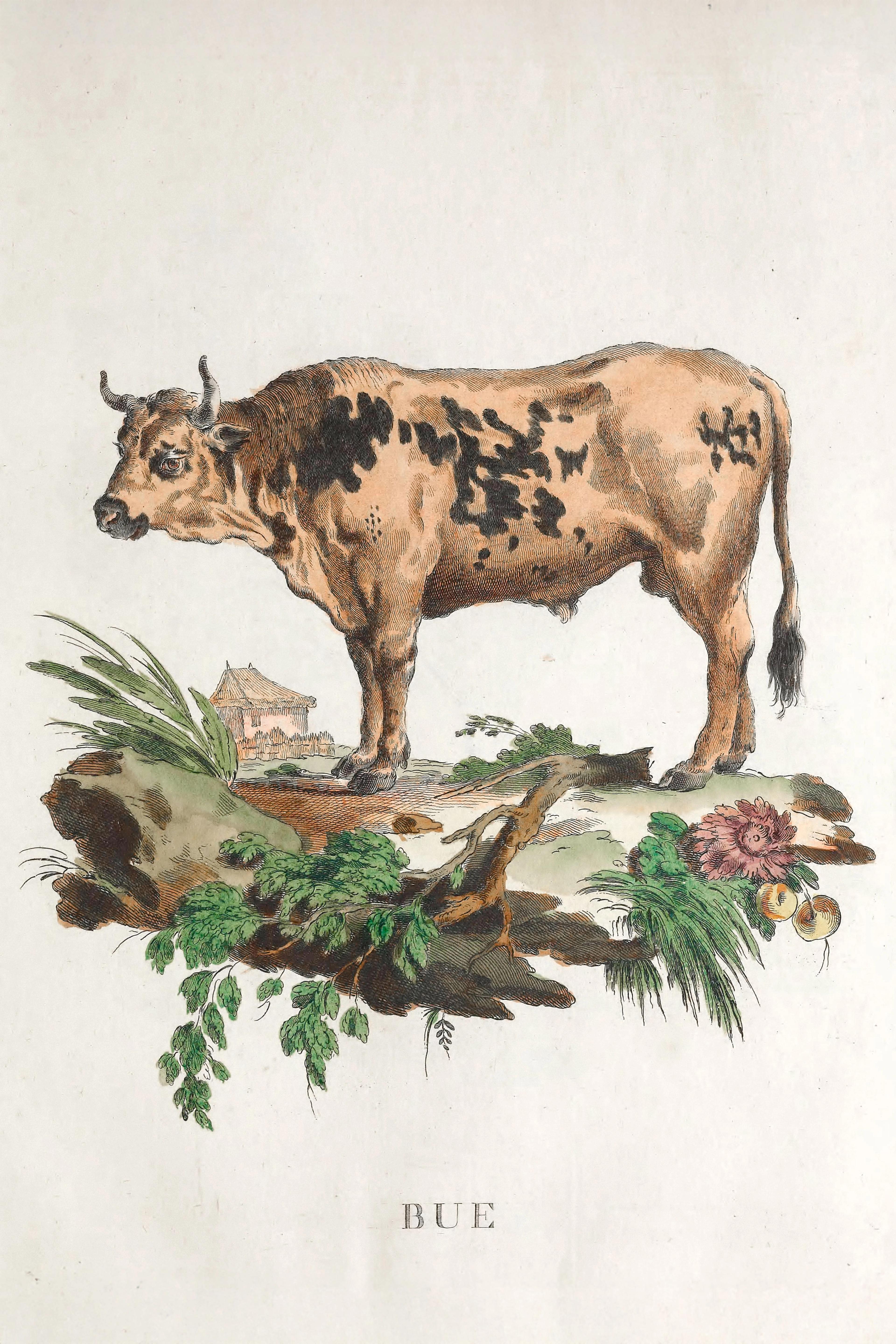 Cow