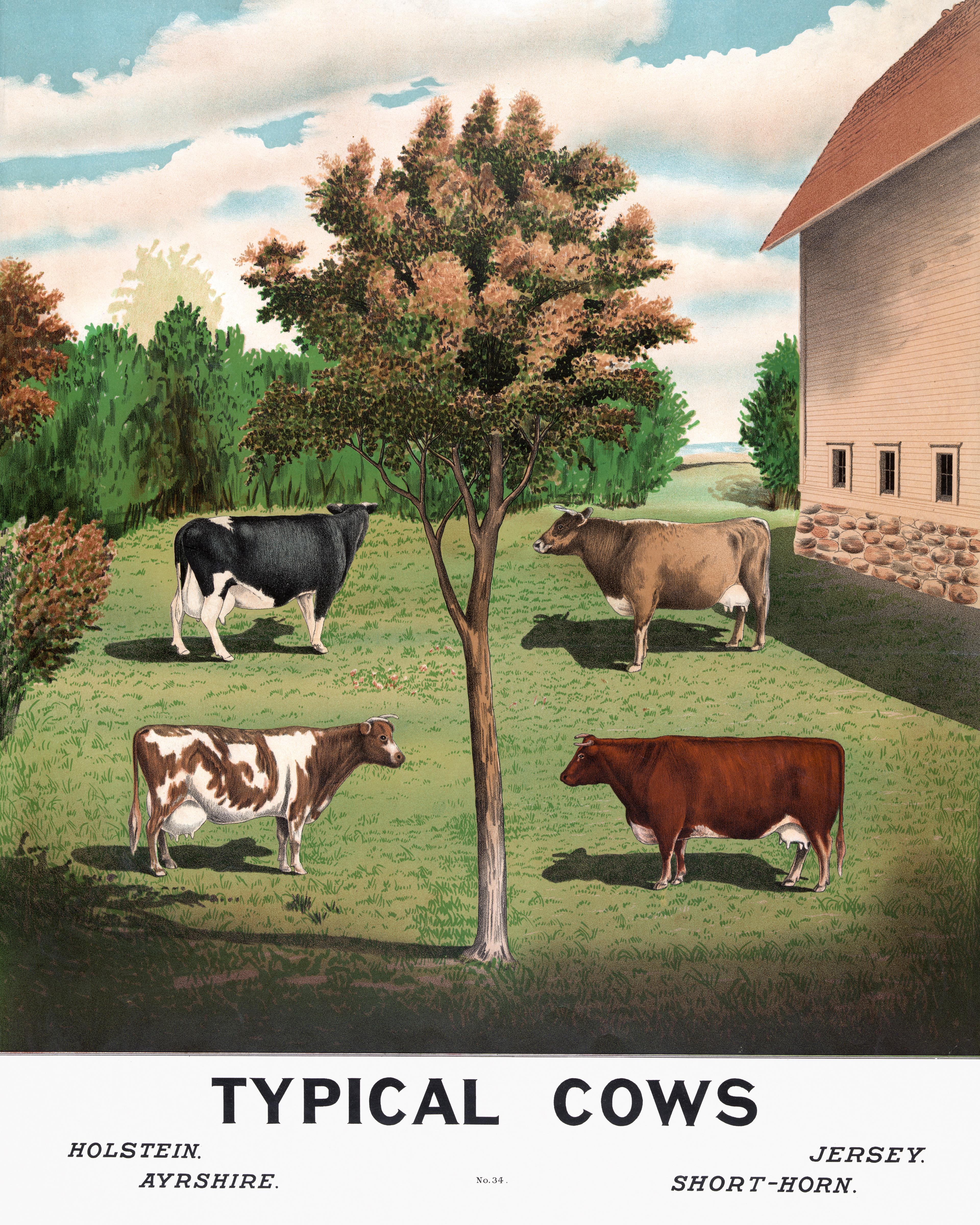 Typical Cows