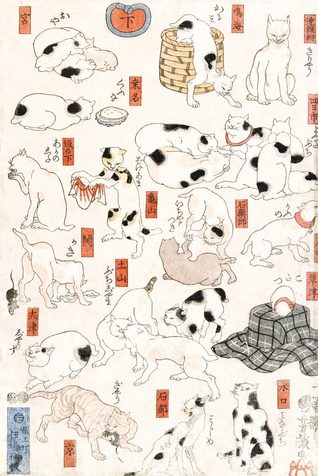 Cats