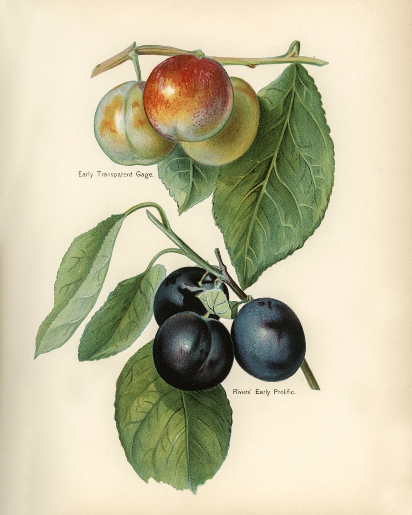 prolific plum