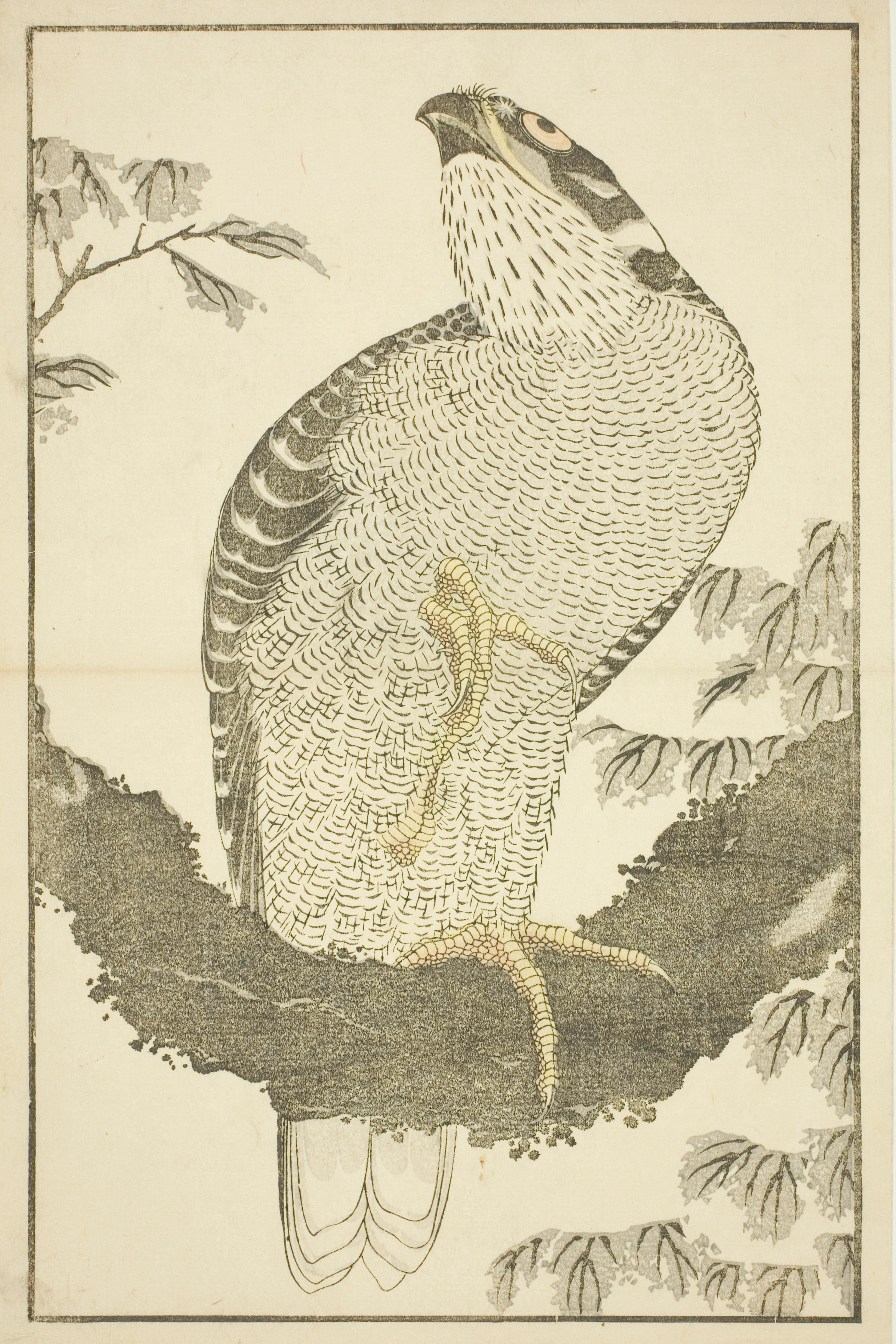 Hawk