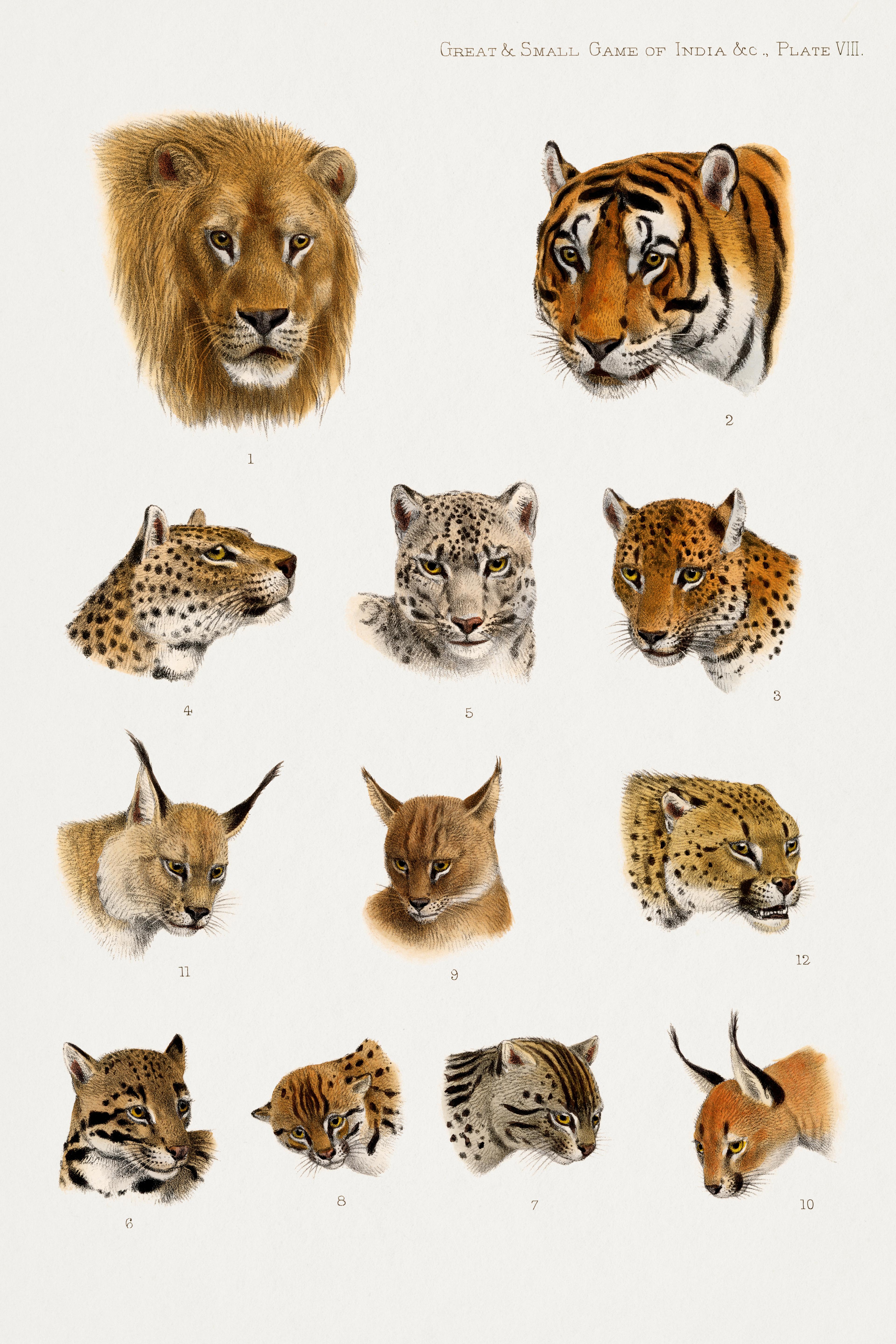 Great and Small Game of India, Plate VIII: Wild Cats