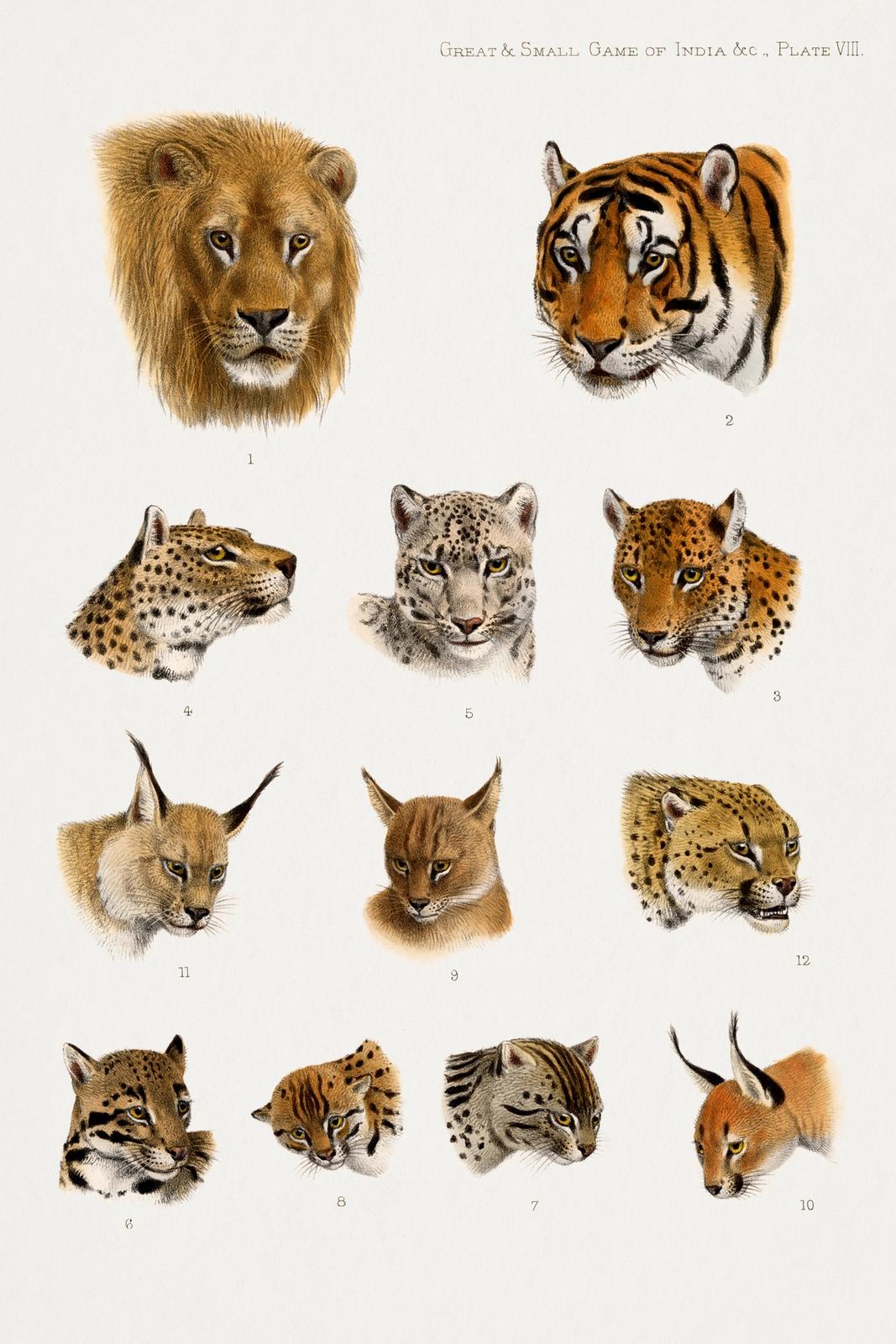 Natural history plate of twelve wild cat heads including lion, tiger, leopard, snow leopard, lynx and caracal