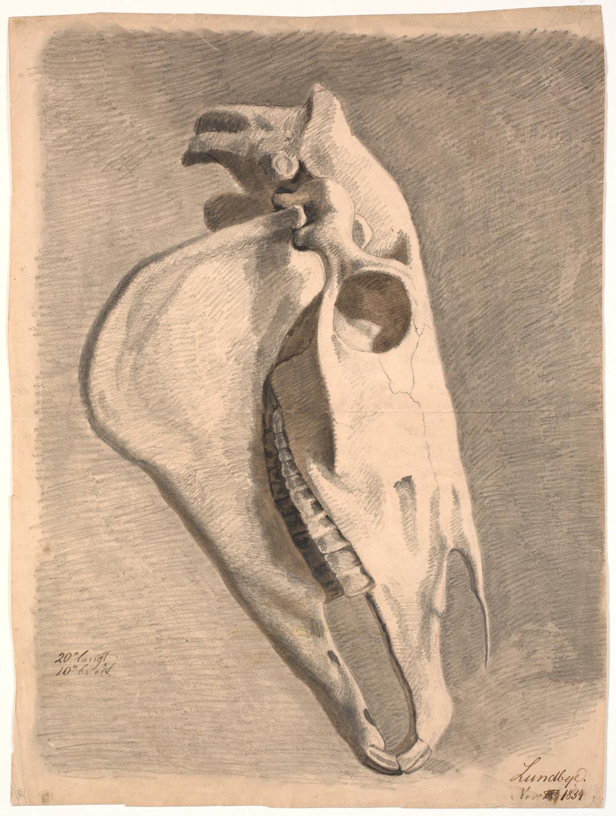 Detailed pencil drawing of a horse skull in profile showing teeth and bone structure against shaded background