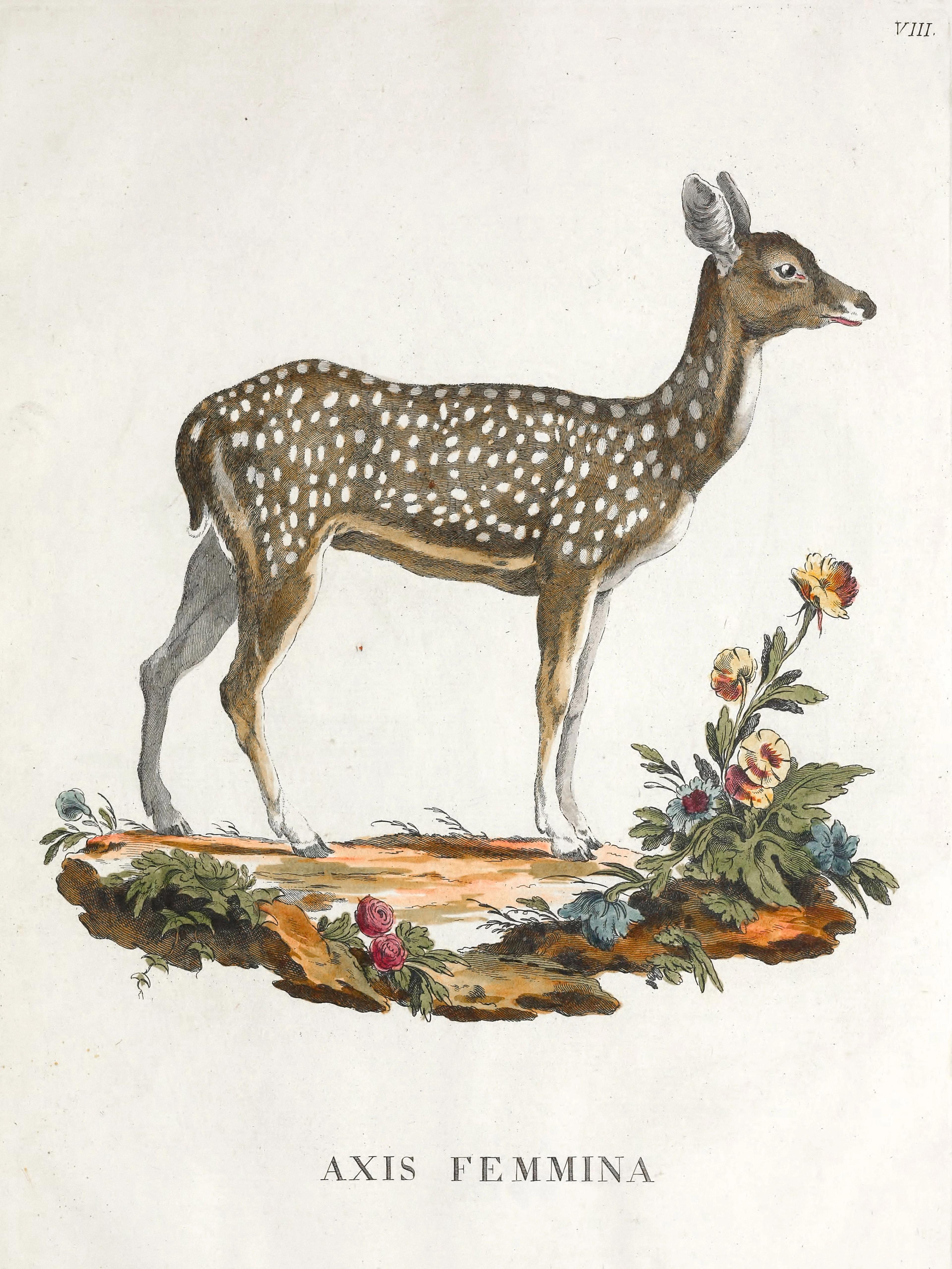 Doe From Descrizioni Degli Animali