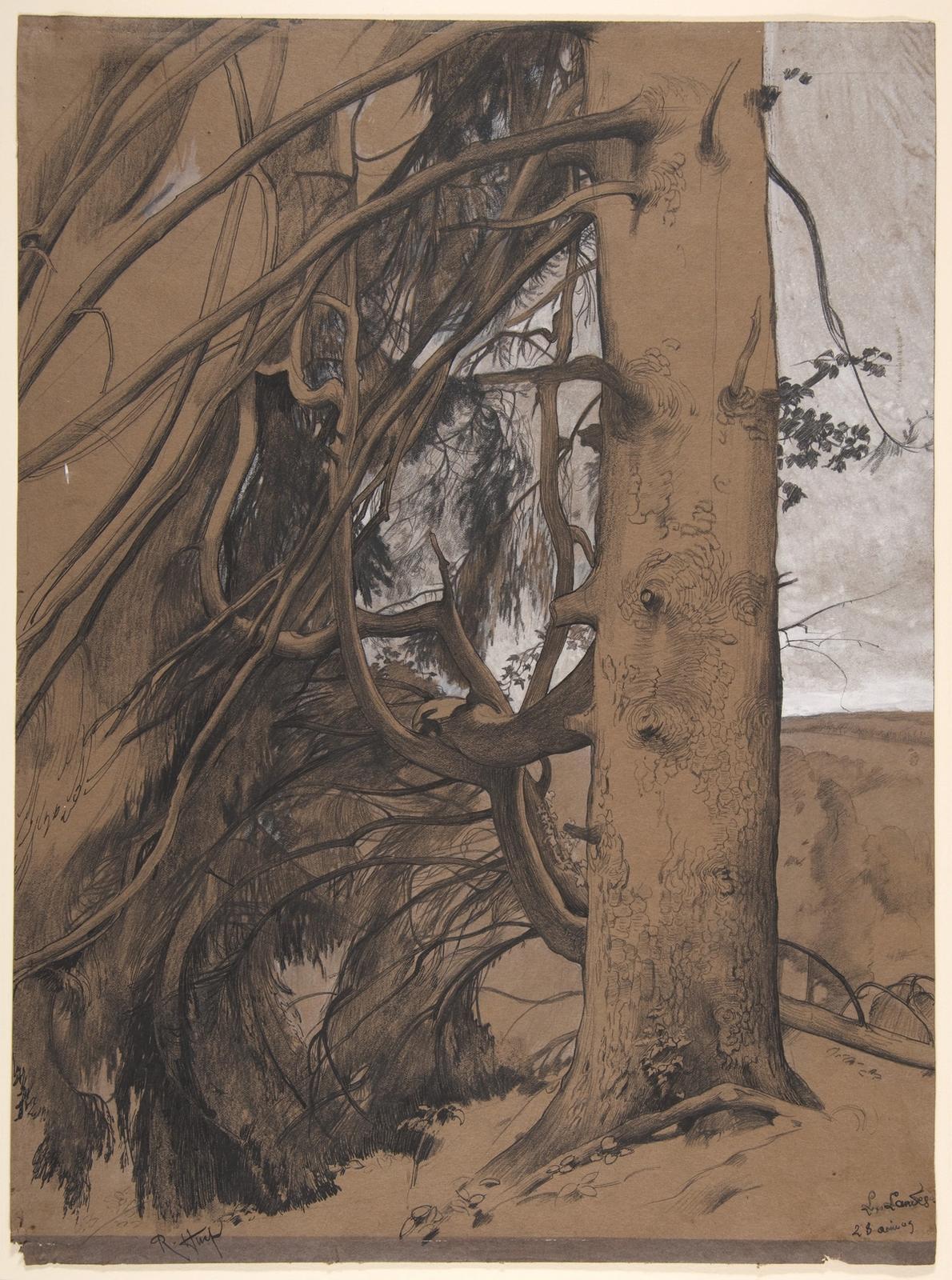 Detailed pencil sketch of large fir trees with intricate branches and foliage in a naturalistic forest setting
