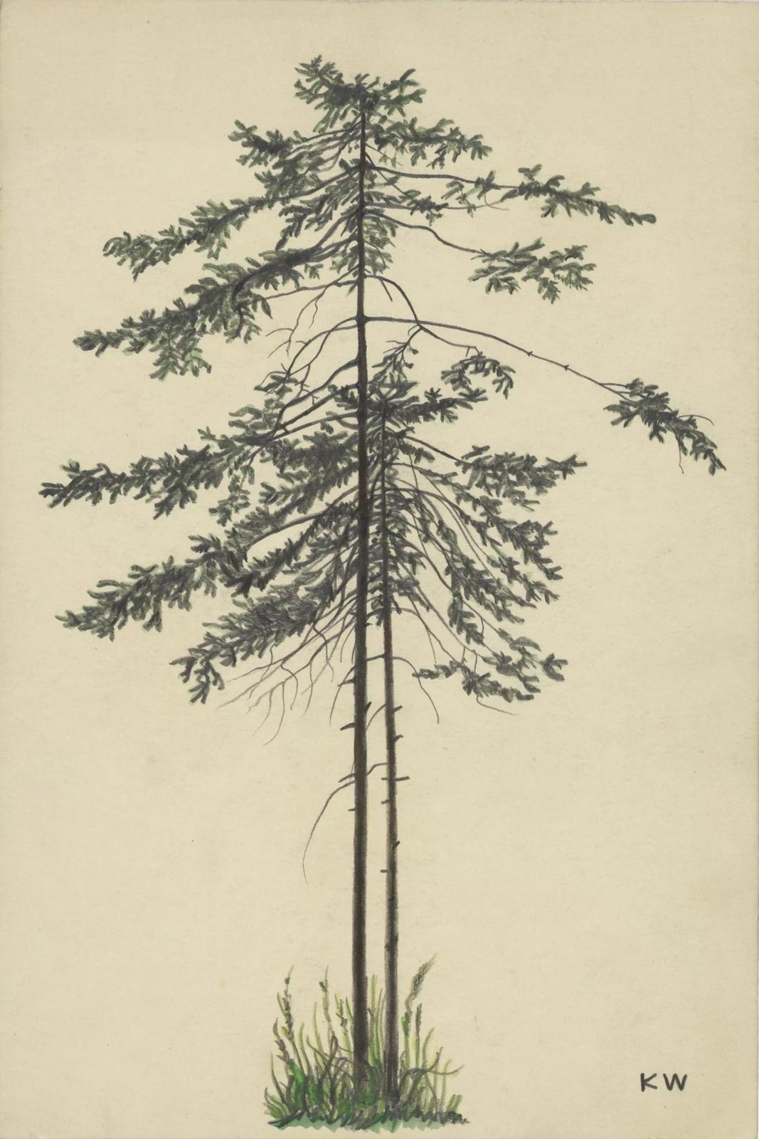 Untitled (Deciduous Tree) (around 1924) by Karl Wiener
