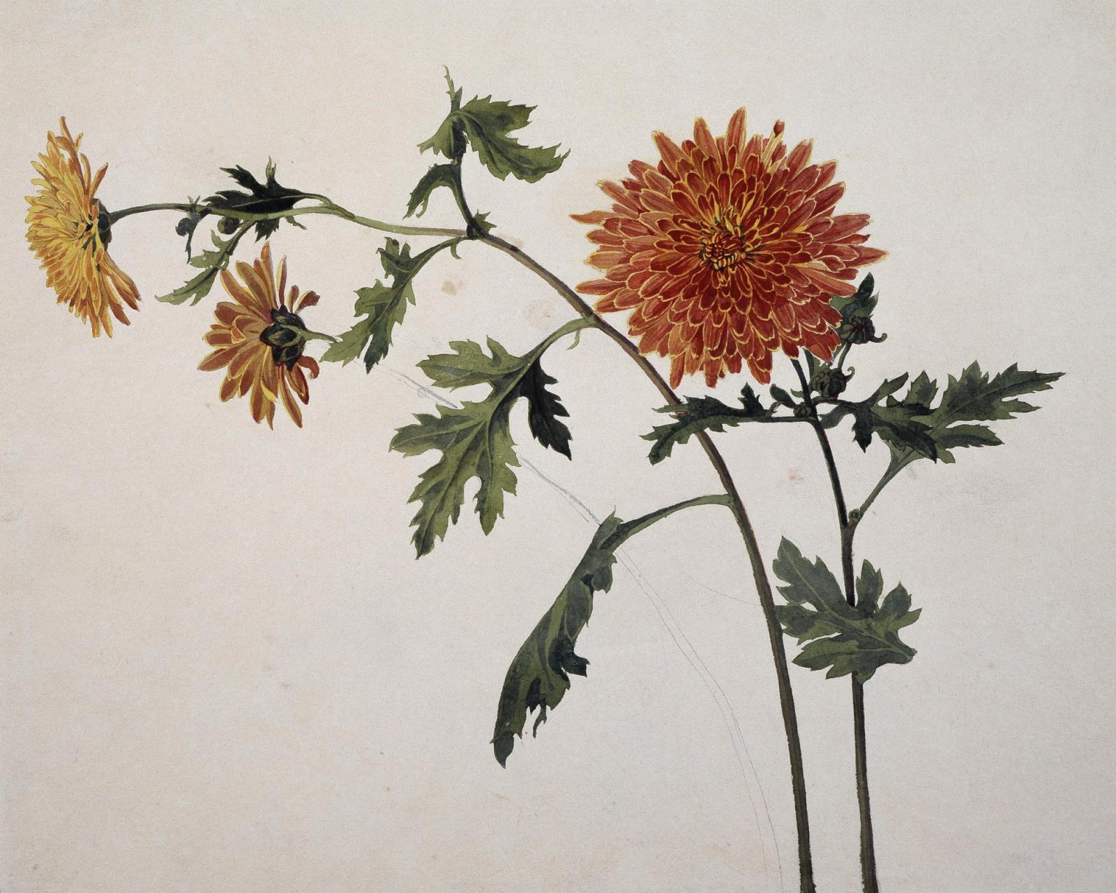 Chrysanthemums, ca. 1817 by franz horny