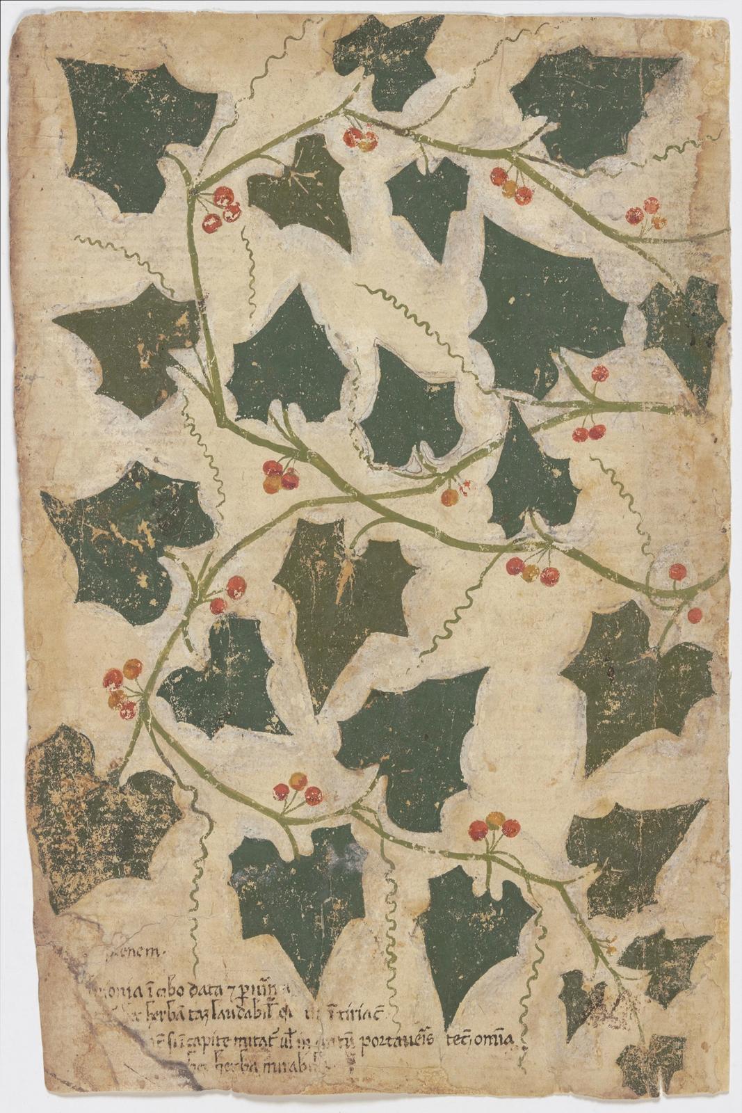 Blatter der Zaunrube (Bryonia spec.), null by venetic, 15th century;