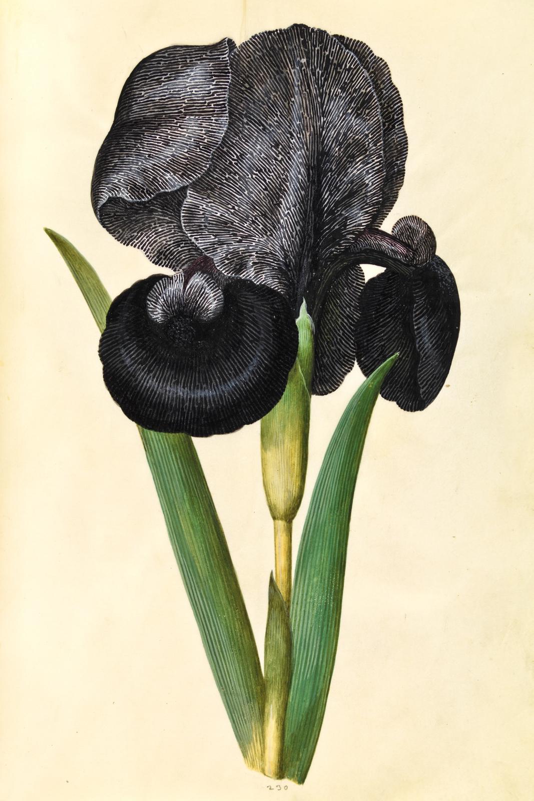 Goth Iris