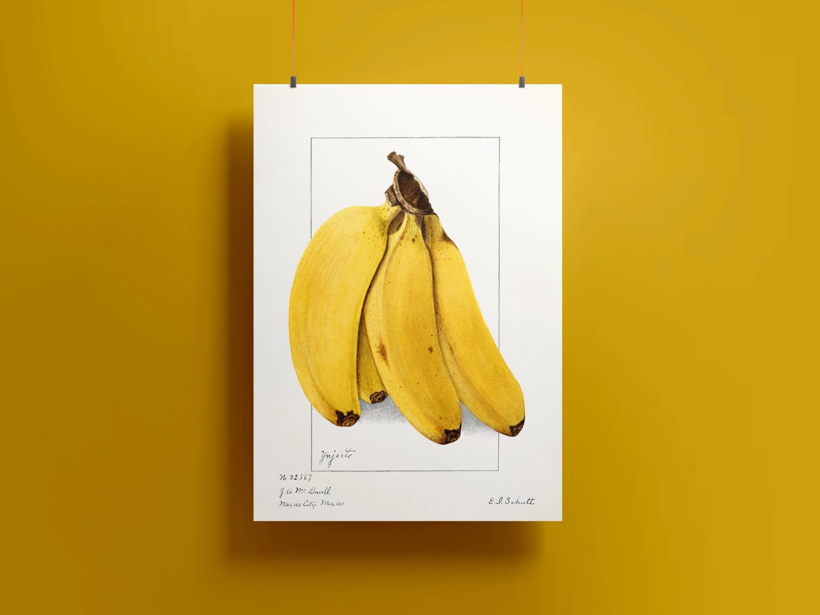 Botanical watercolor illustration of a bunch of ripe yellow bananas with brown stems against white background