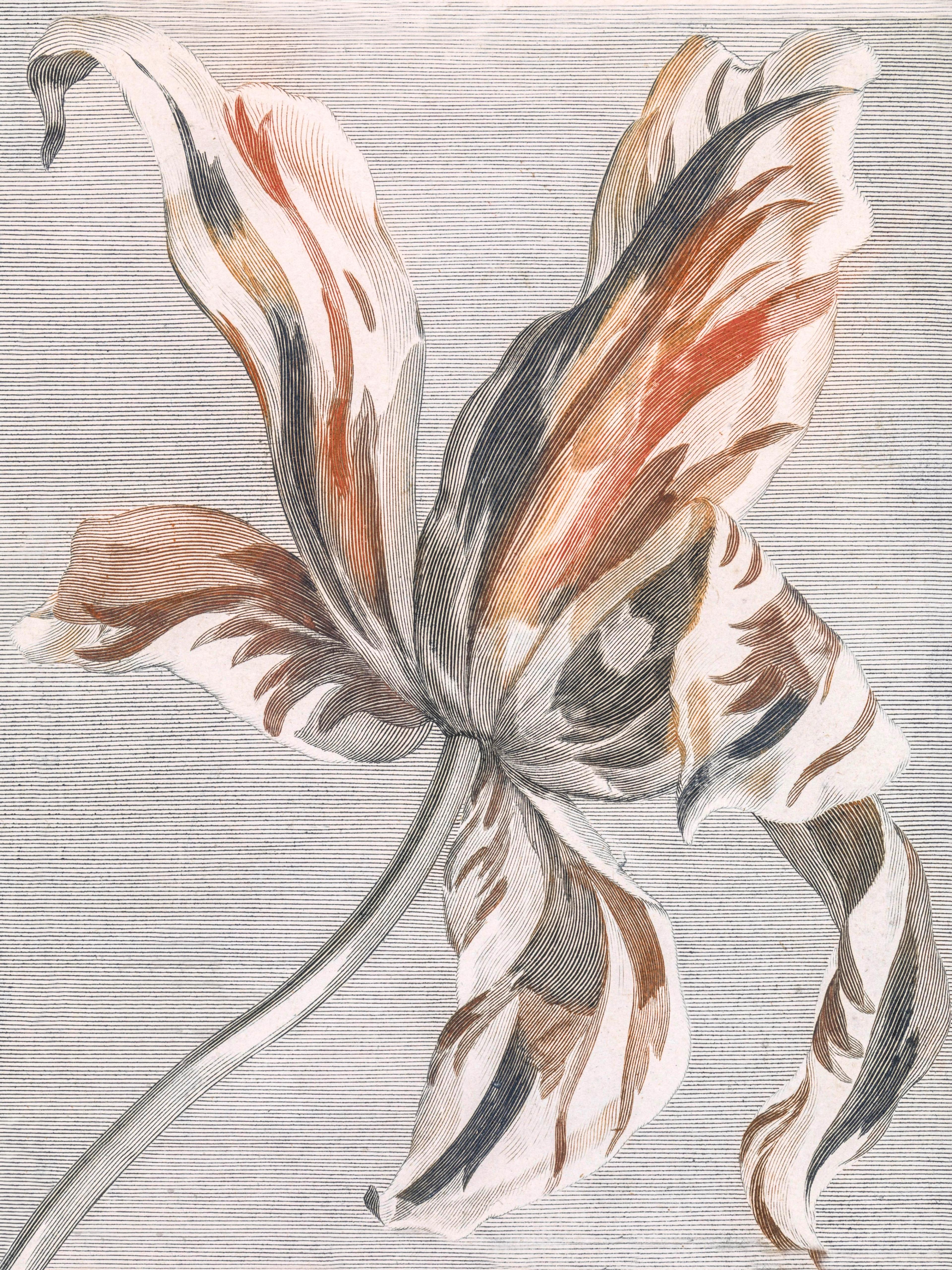 Tulip (1)