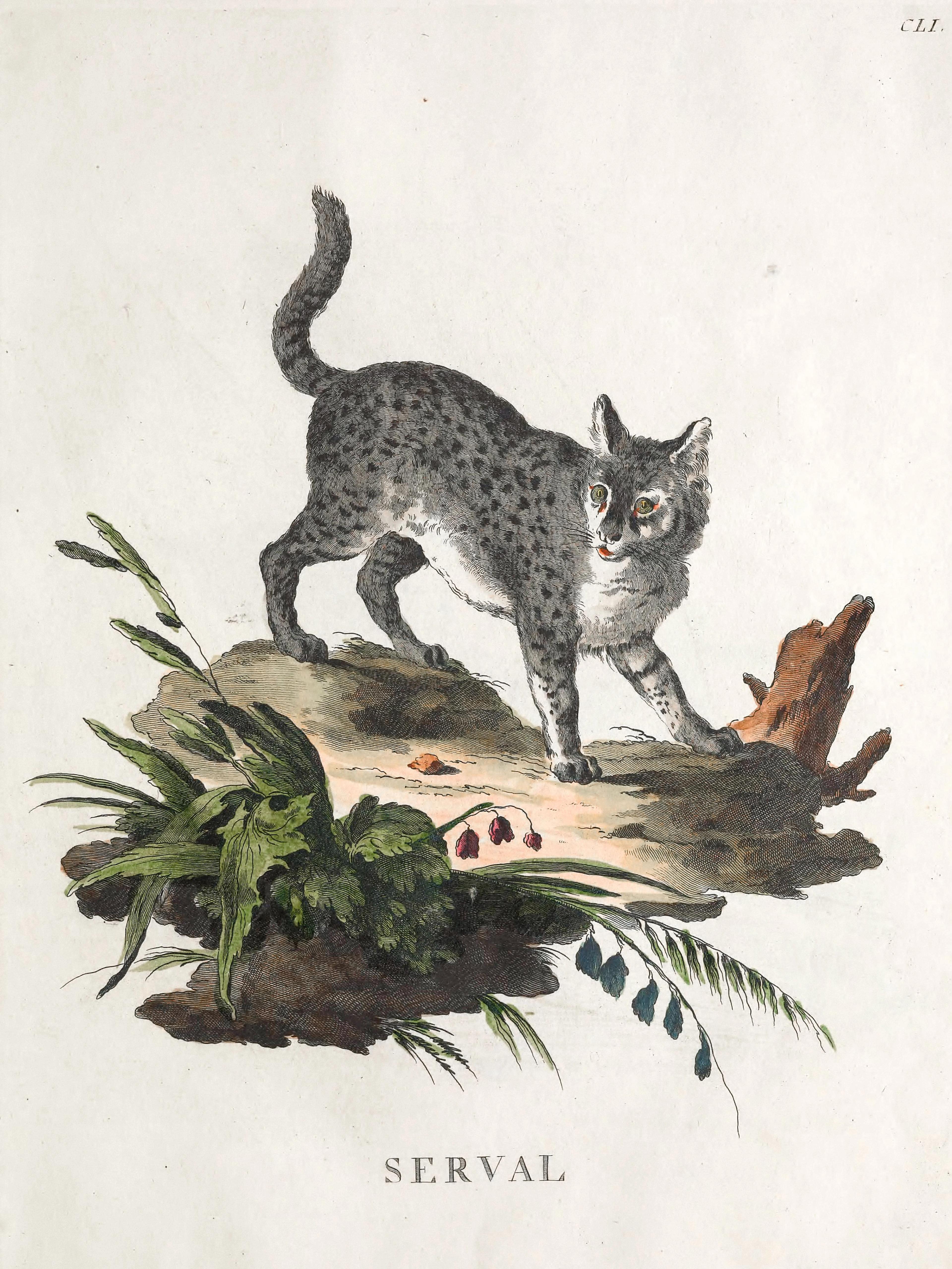 Serval