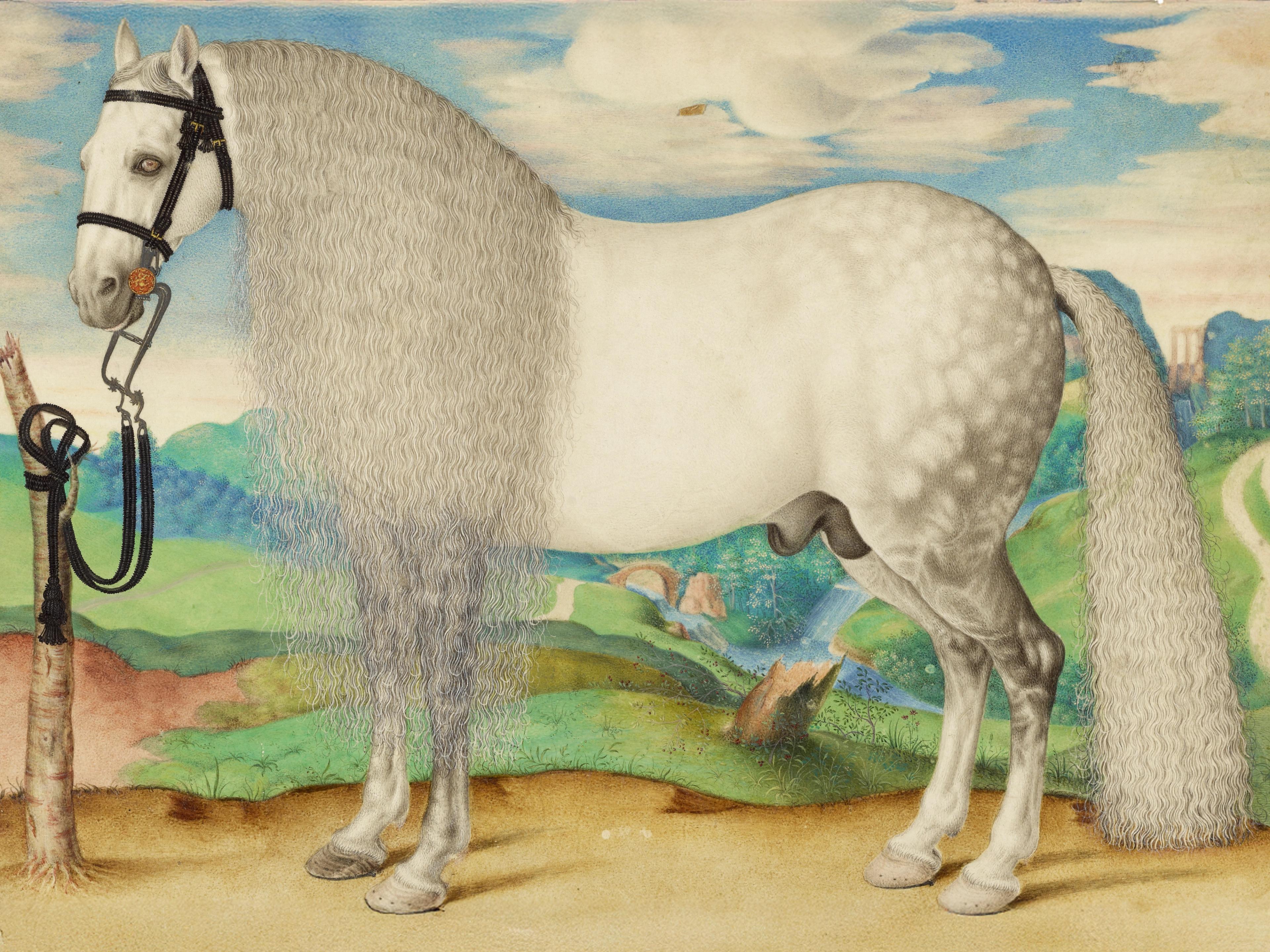 Dappled Gray Stallion