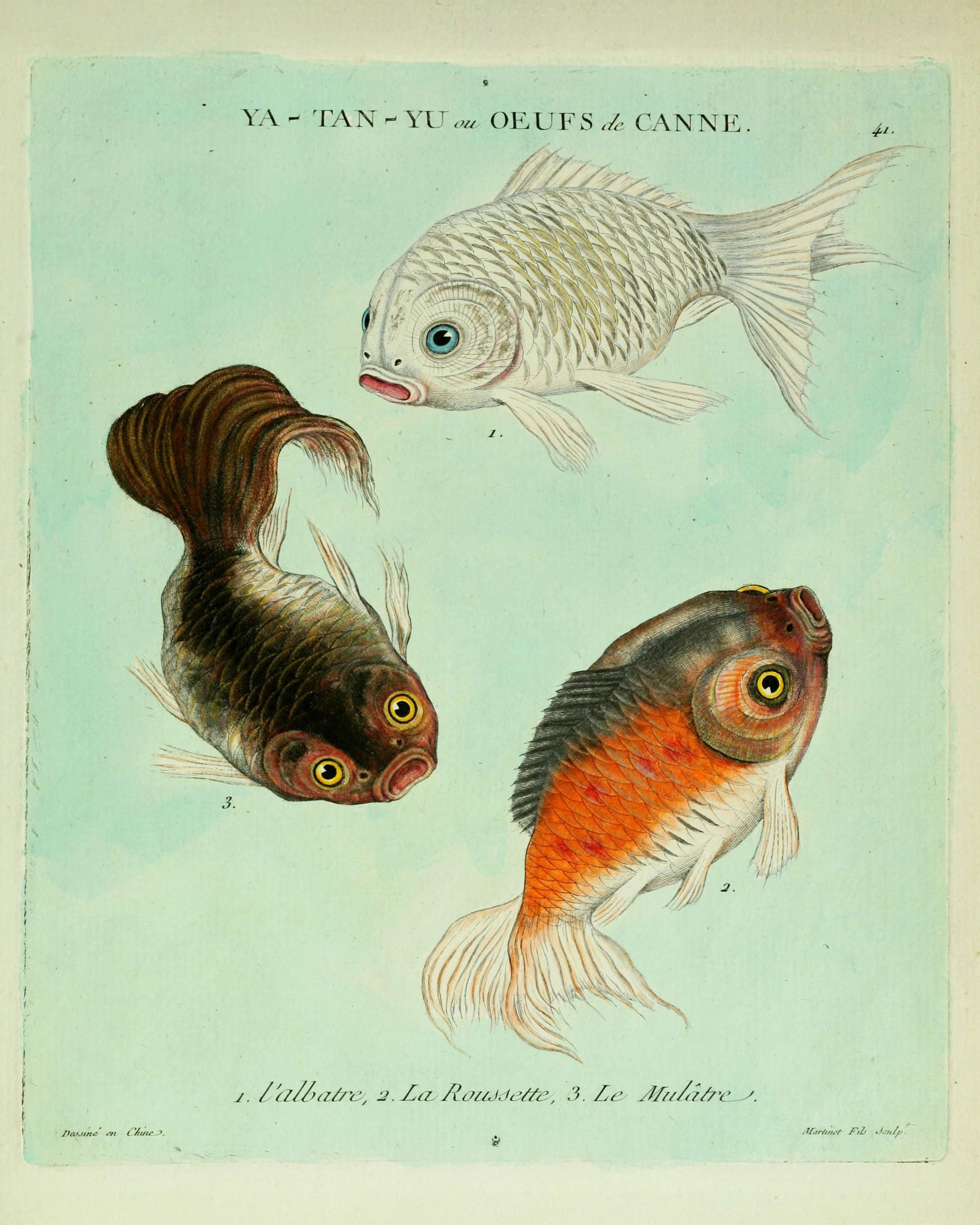 L'albatre, La Roussette, Le Mulâtre