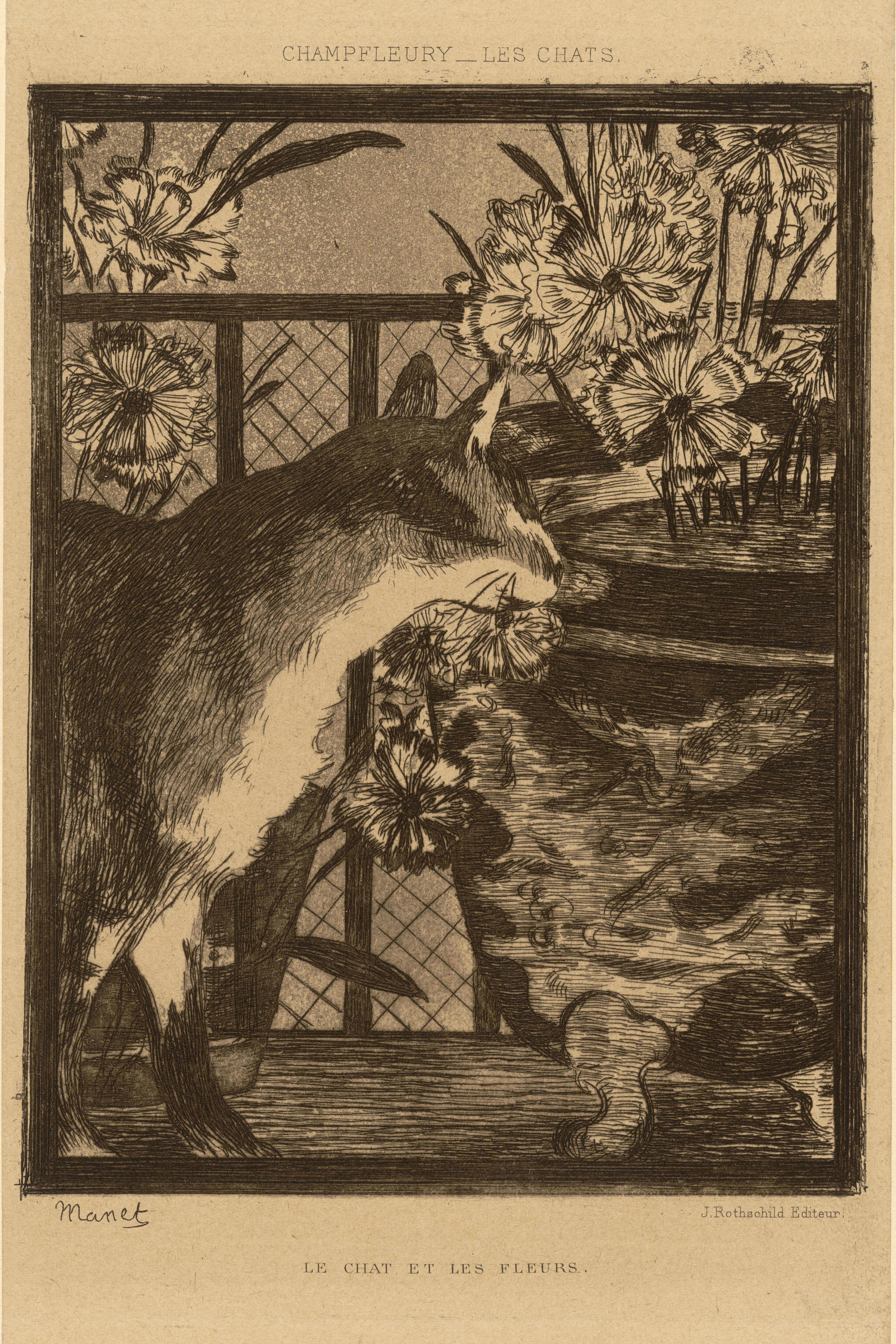 Le Chat Et Les Fleurs