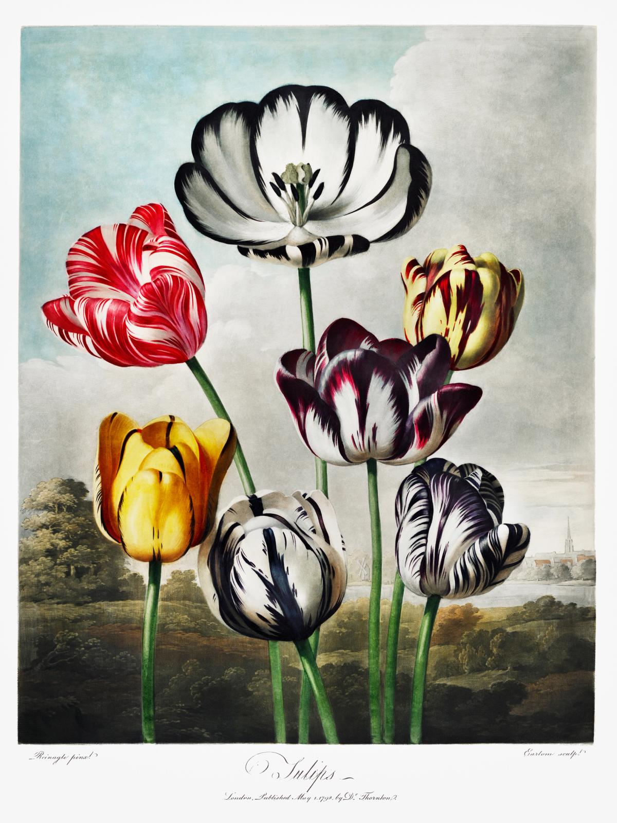 Tulips