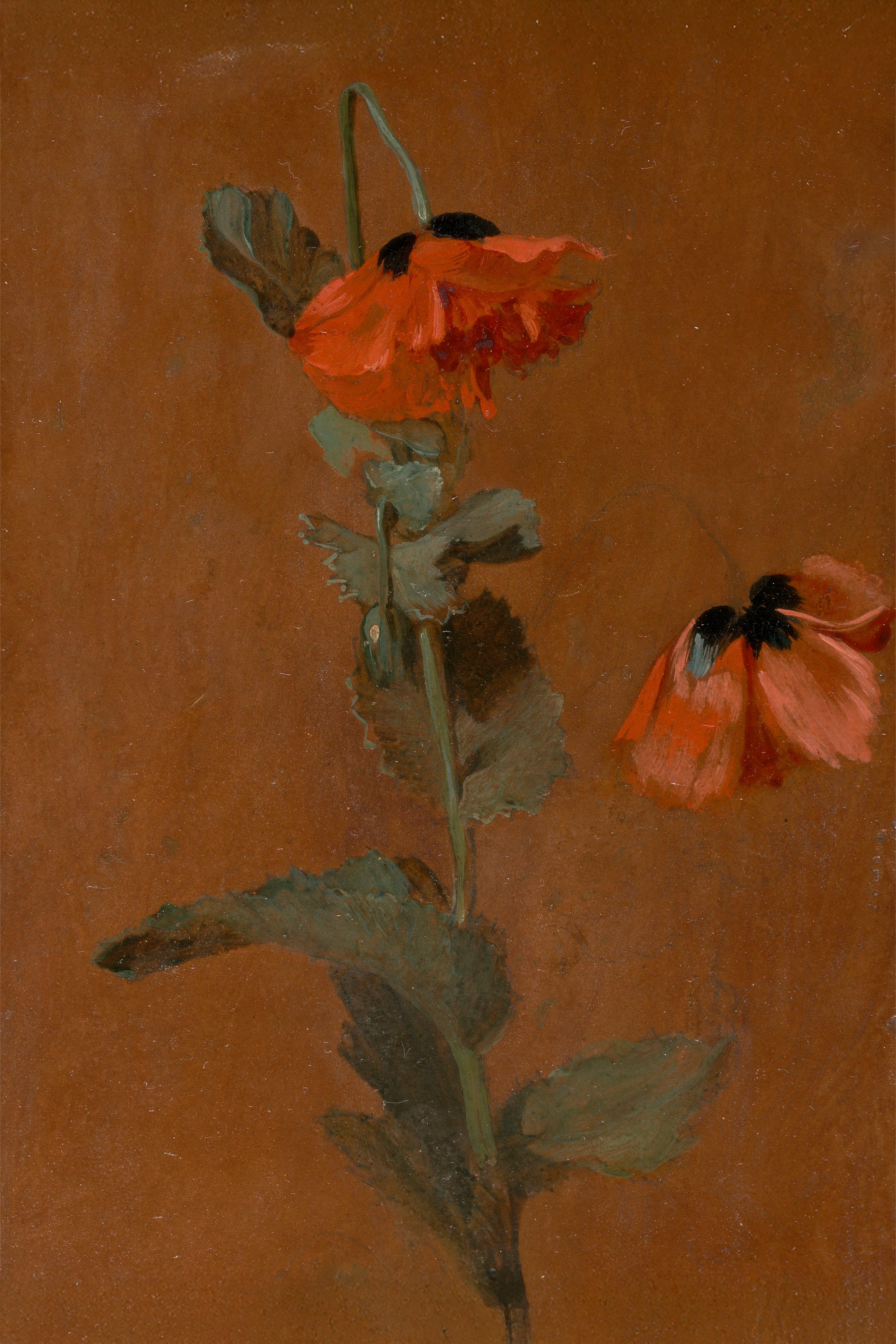 Study of Poppies