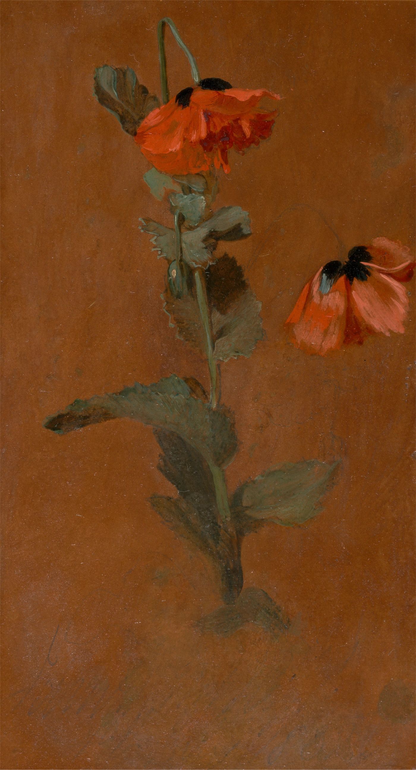 Study of Poppies