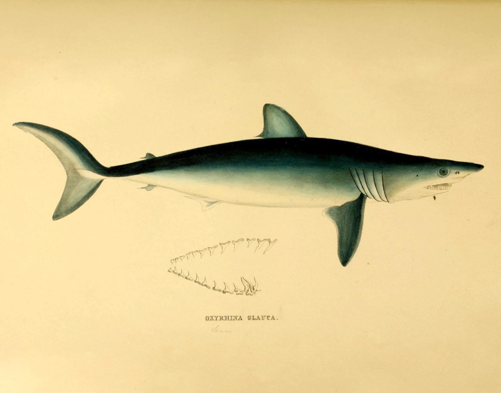 Scientific illustration of a shark with detailed anatomical features including teeth diagram on cream background