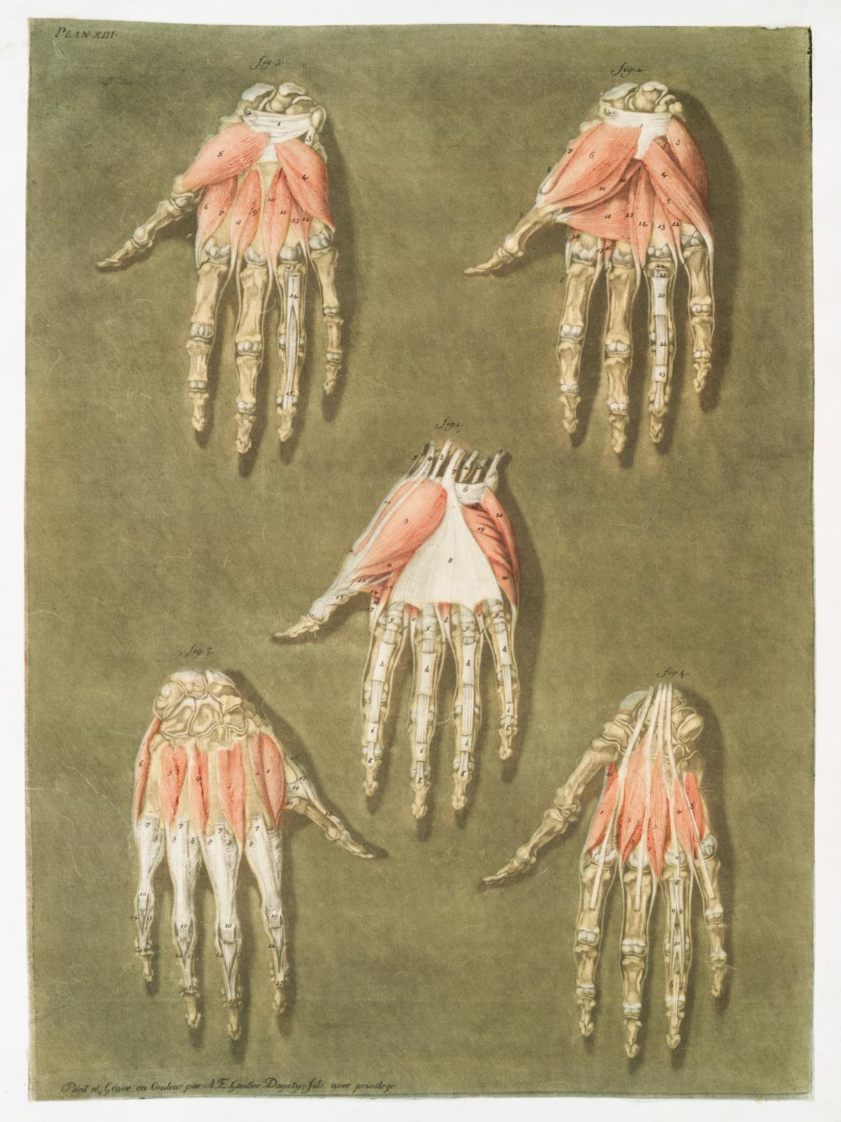 This fascinating collection of anatomical illustrations is created by Arnauld-Eloi Gautier-Dagoty (1741-1771) for the Royal College of Medicine of Nancy in Lorraine, France.