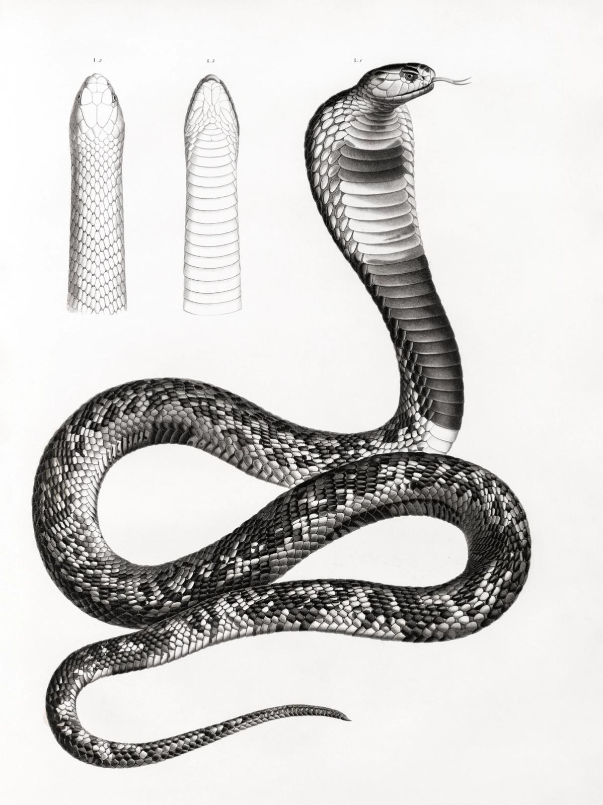 Scientific illustration of a cobra snake in striking pose with detailed head and scale pattern studies