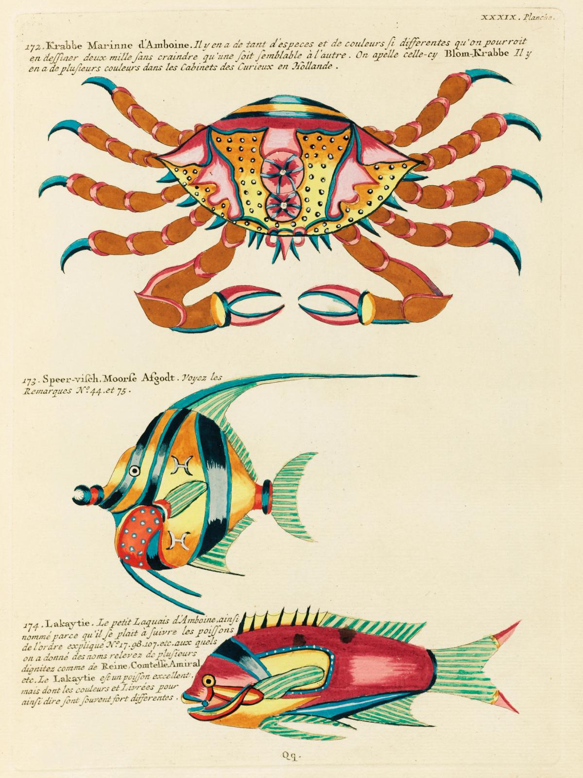 Colourful and surreal illustrations of fishes and crab found in the Indian and Pacific Oceans by Louis Renard (1678 -1746) from Histoire naturelle des plus rares curiositez de la mer des Indes (1754).